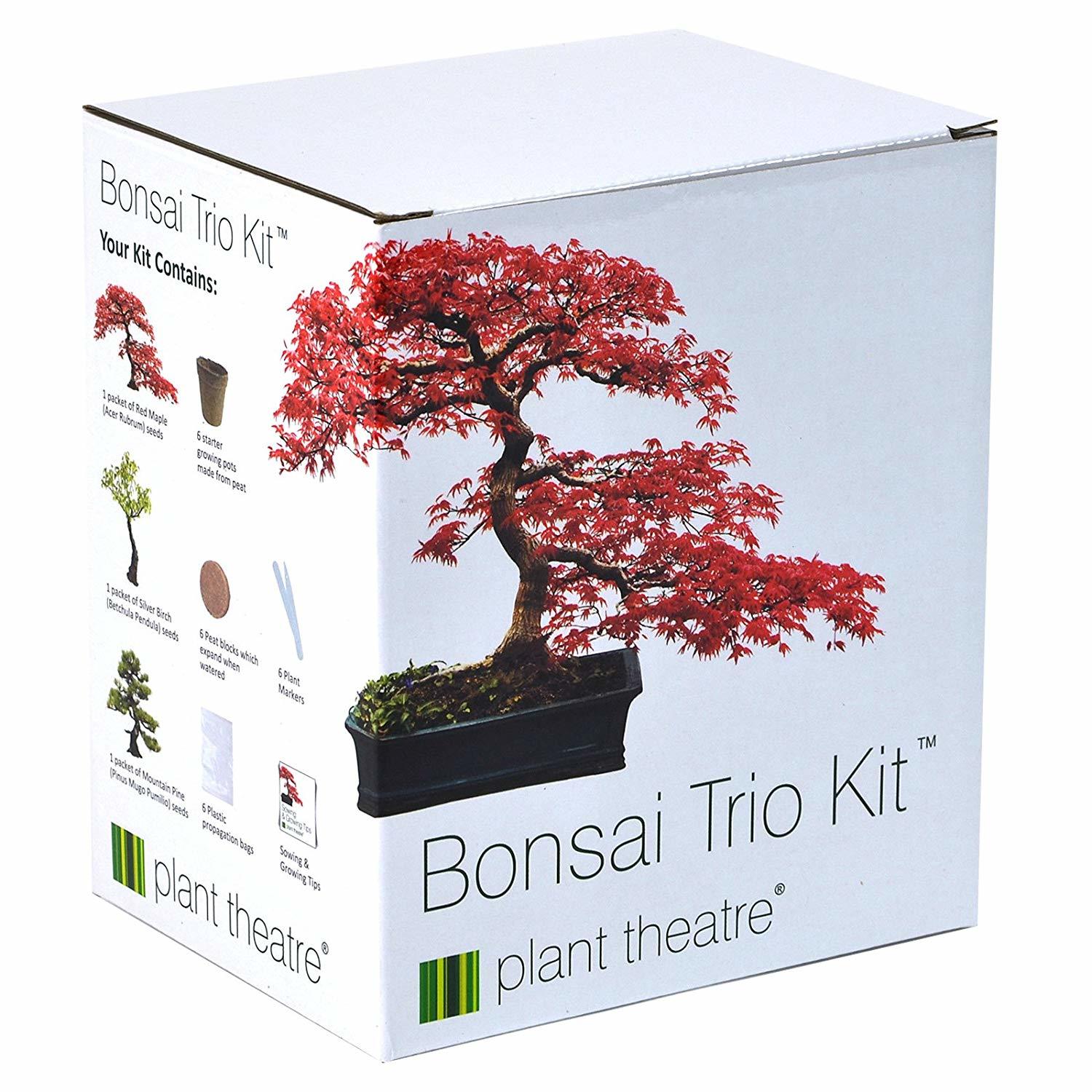 Bonsai. The beginning of the way. - My, Bonsai, My, First post, Longpost