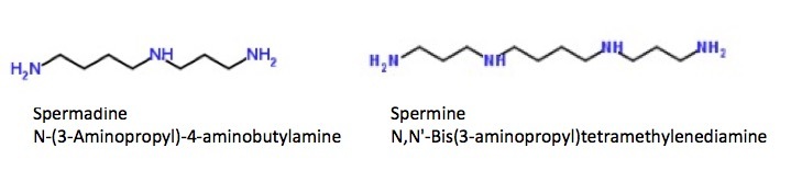 Sperm contains cadaveric poison - NSFW, My, Sex, Nauchpop, Sperm, Sperm