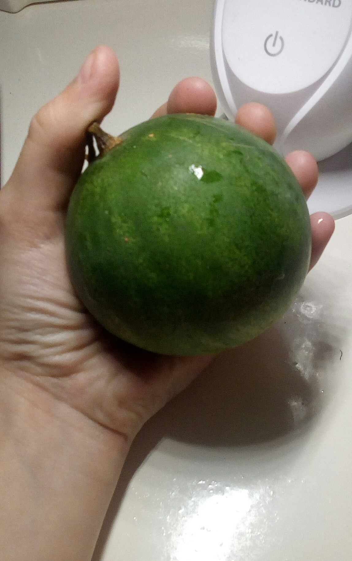 They tried to grow a watermelon ... It seems that they have not grown much ..) - My, Watermelon, Little