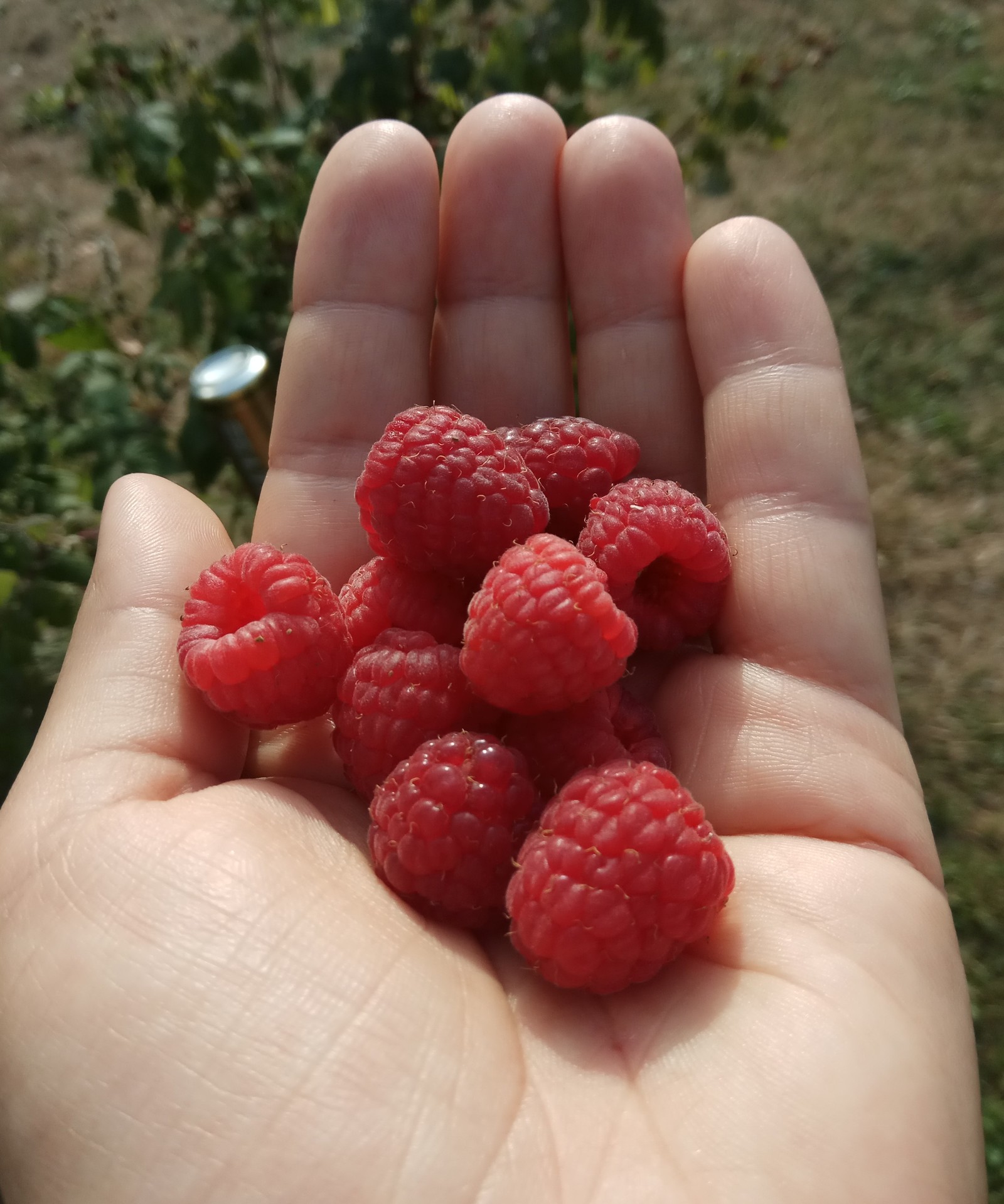 Country harvest. - My, Autumn, Autumn mood, Raspberries, Apples, Longpost