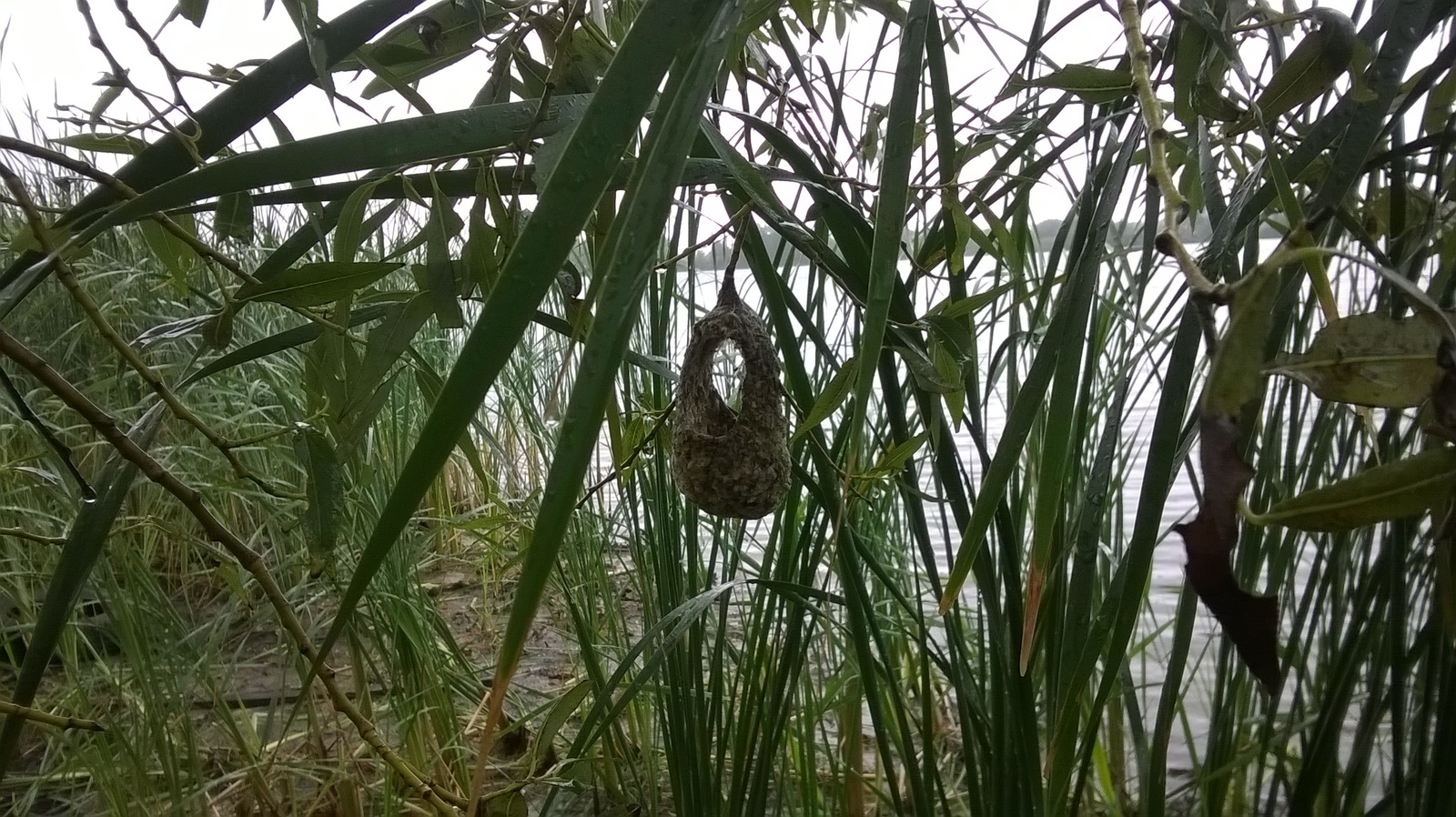 Who lives in the teremochka? ...Remez? - My, Remez, Nest, Tatarstan, Longpost