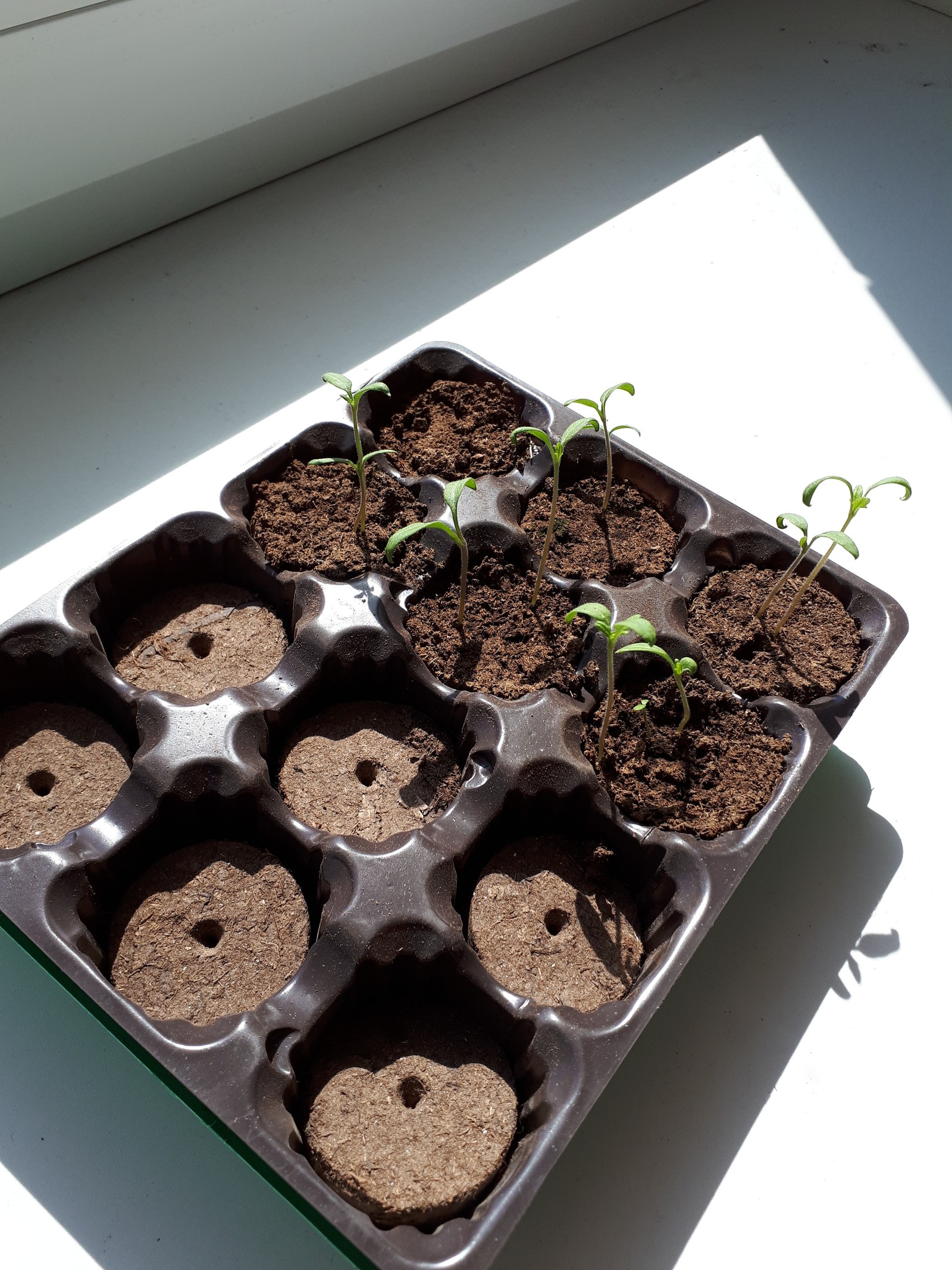 Tomatoes on the windowsill - My, Tomatoes, Vegetable garden on the windowsill, Hobby, Chronology, Longpost