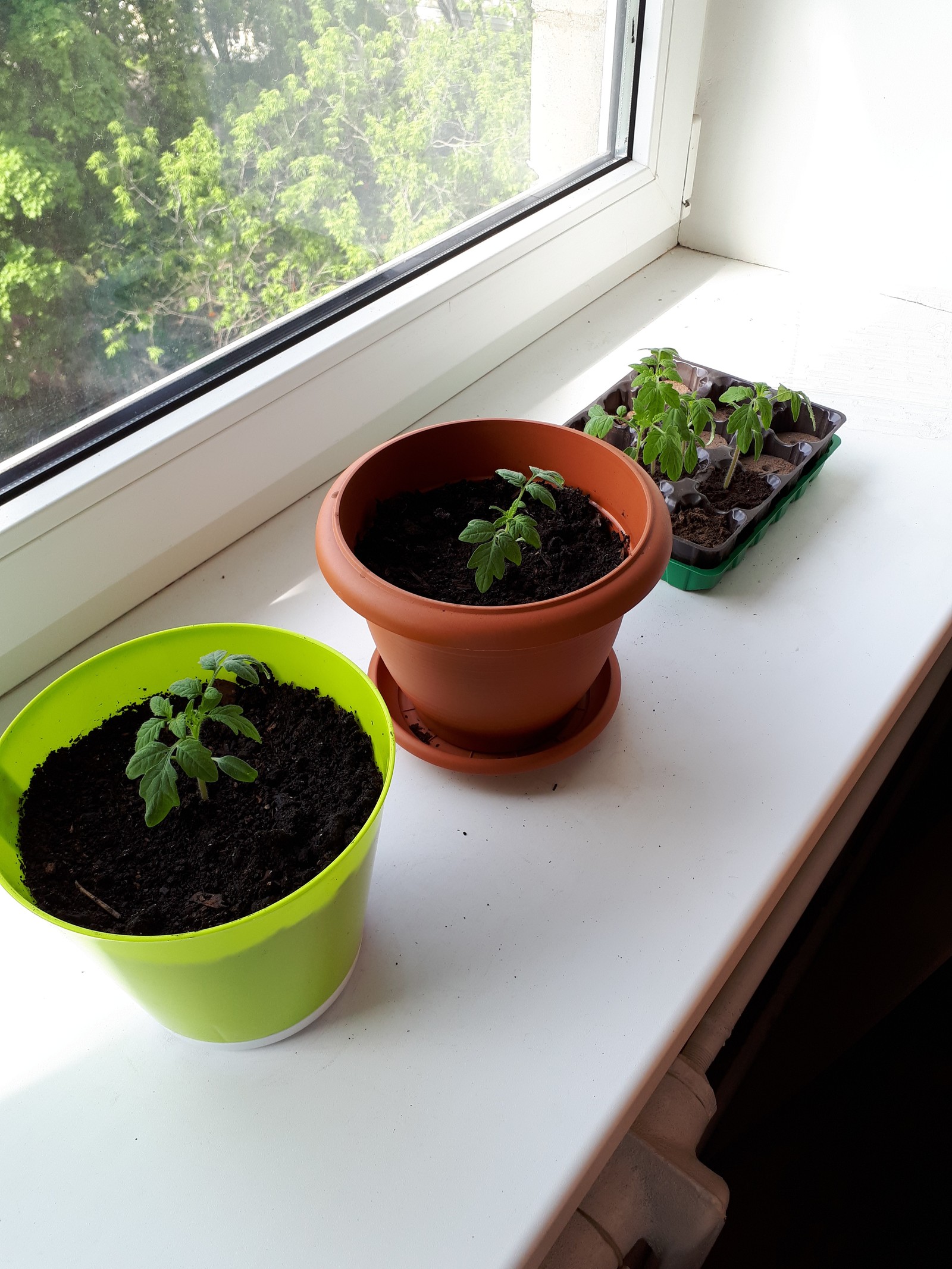 Tomatoes on the windowsill - My, Tomatoes, Vegetable garden on the windowsill, Hobby, Chronology, Longpost