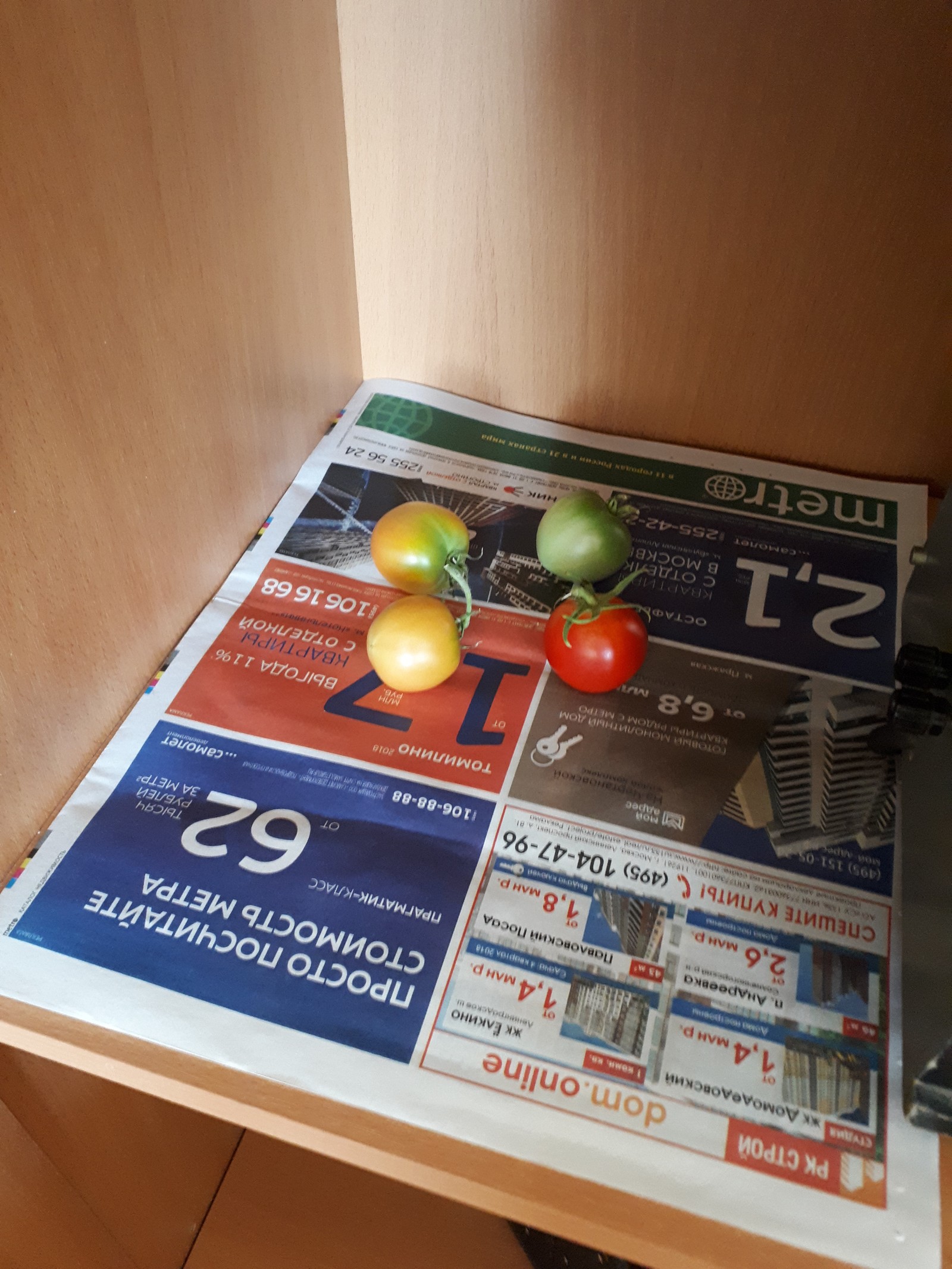 Tomatoes on the windowsill - My, Tomatoes, Vegetable garden on the windowsill, Hobby, Chronology, Longpost