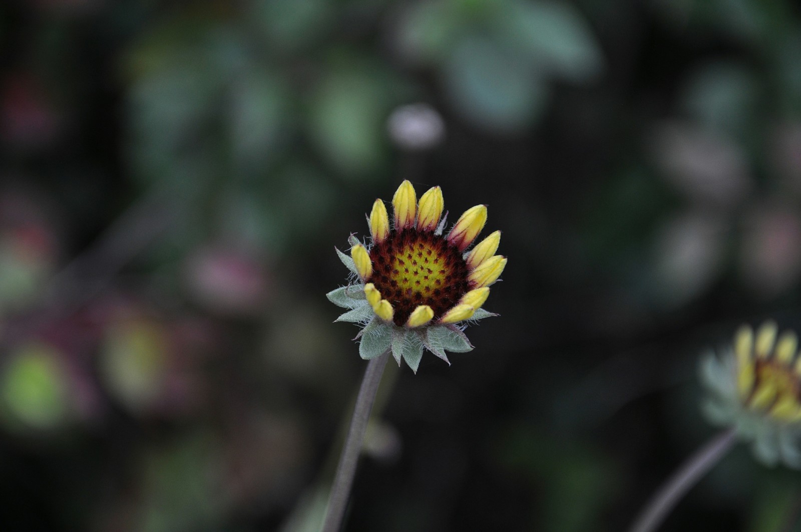 Flowers - My, Flowers, Nikon, Omsk, Beginning photographer, The photo, Color