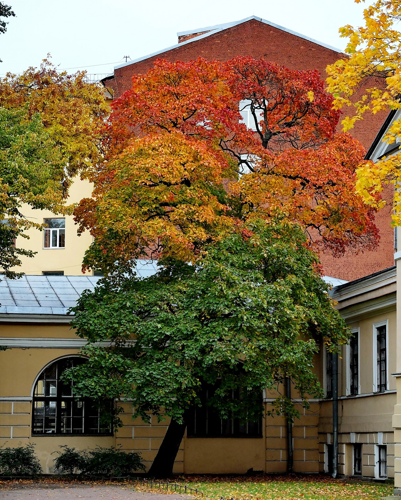 Three colors of autumn - Saint Petersburg, Yusupov Garden, Three colours, Autumn, Tree