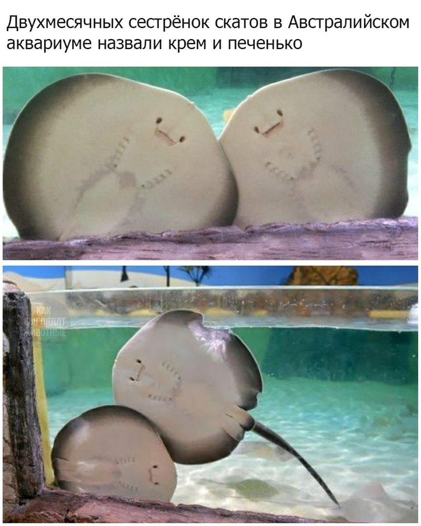 Stingrays. - Stingray, Milota