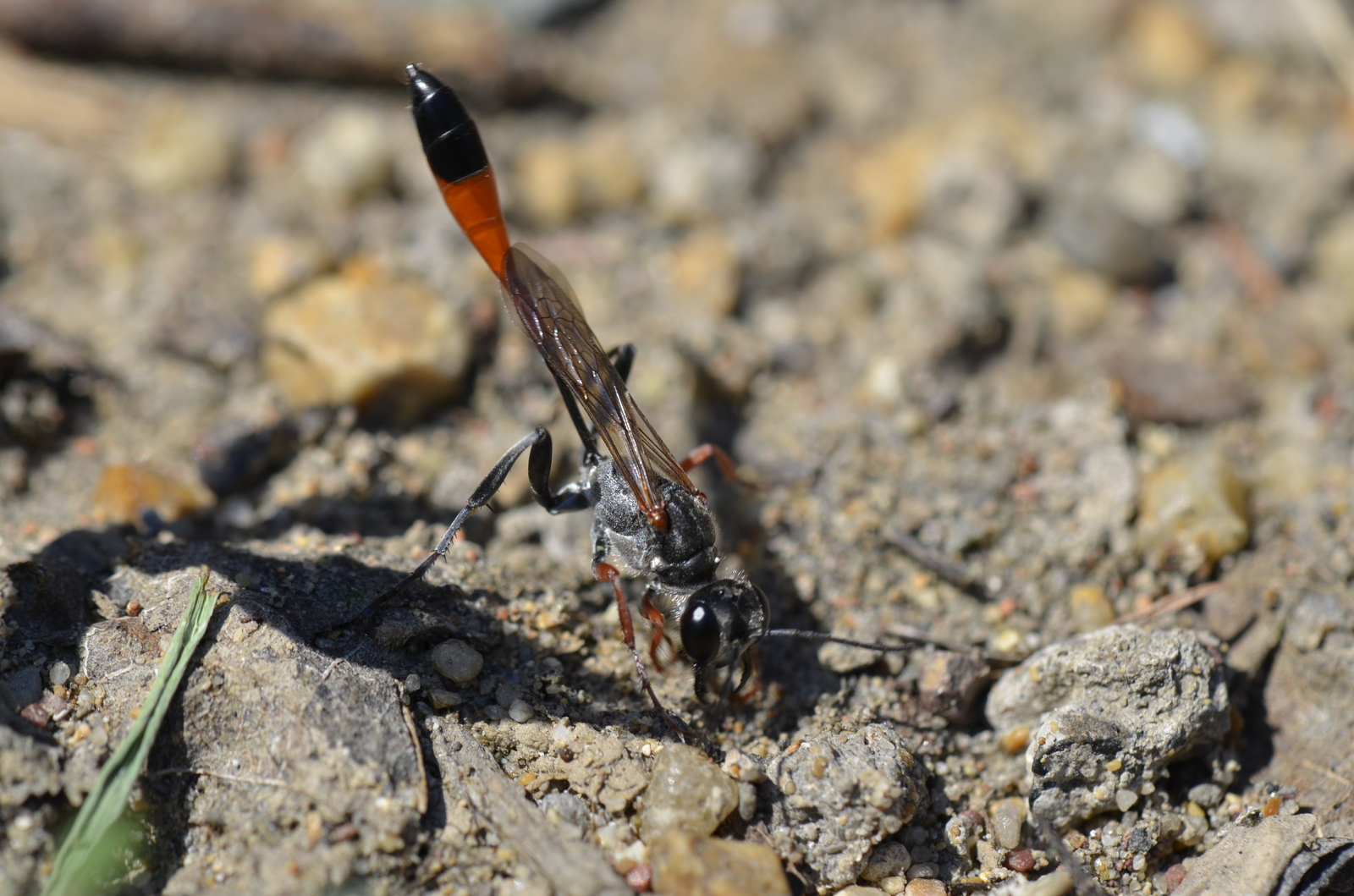 When you are being watched because you are watching - My, Macro photography, Wasp, Insects, Summer, Longpost