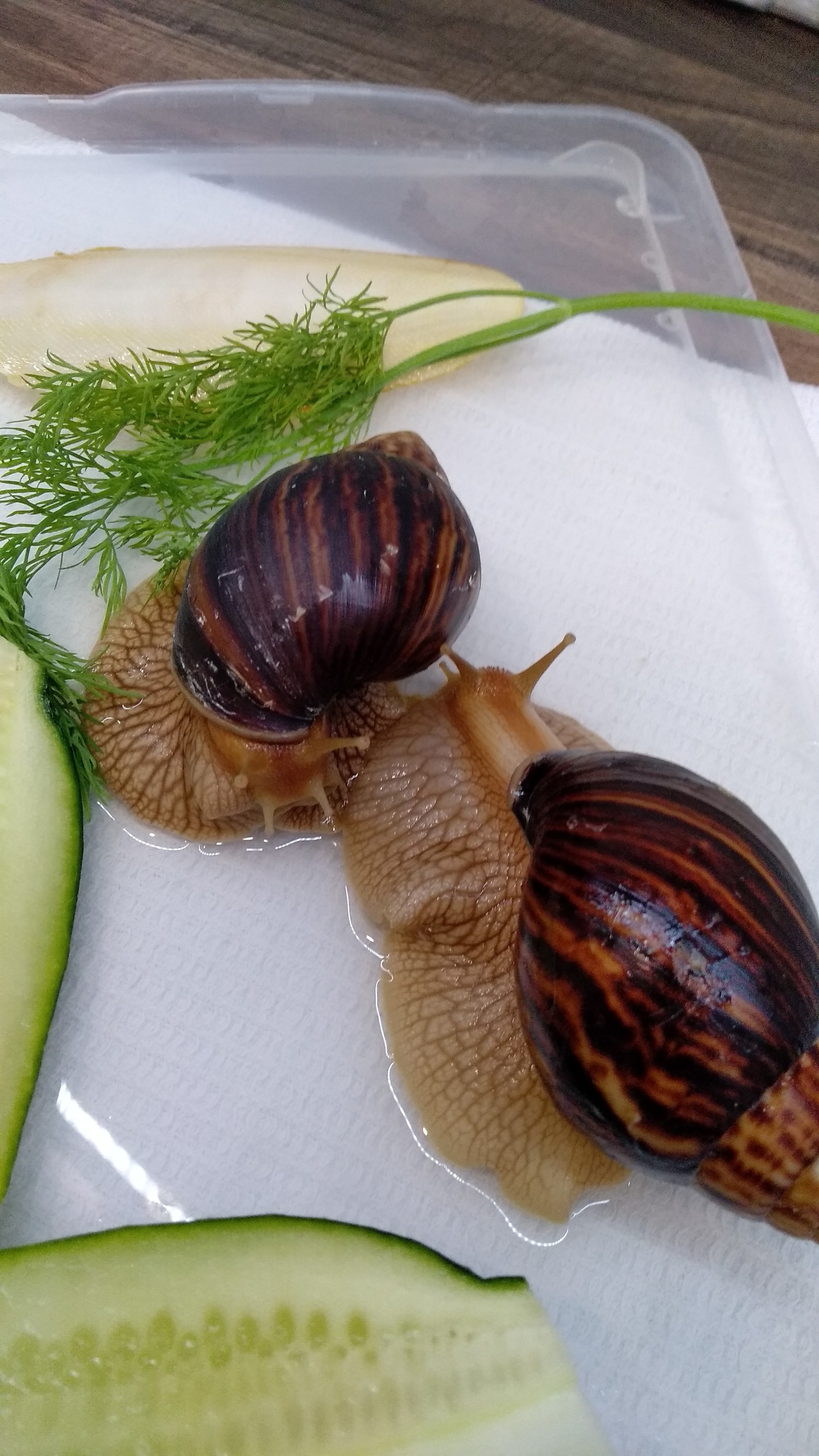 Snails in good hands the city of Voronezh - Snail, In good hands, Voronezh, Longpost