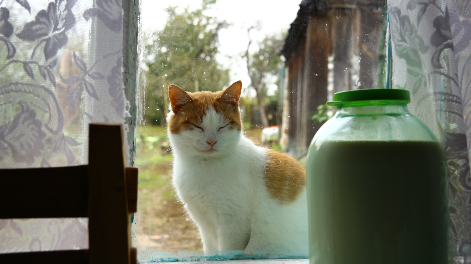 A little autumn weekend in the countryside. - My, Village, The photo, Autumn, cat, Longpost