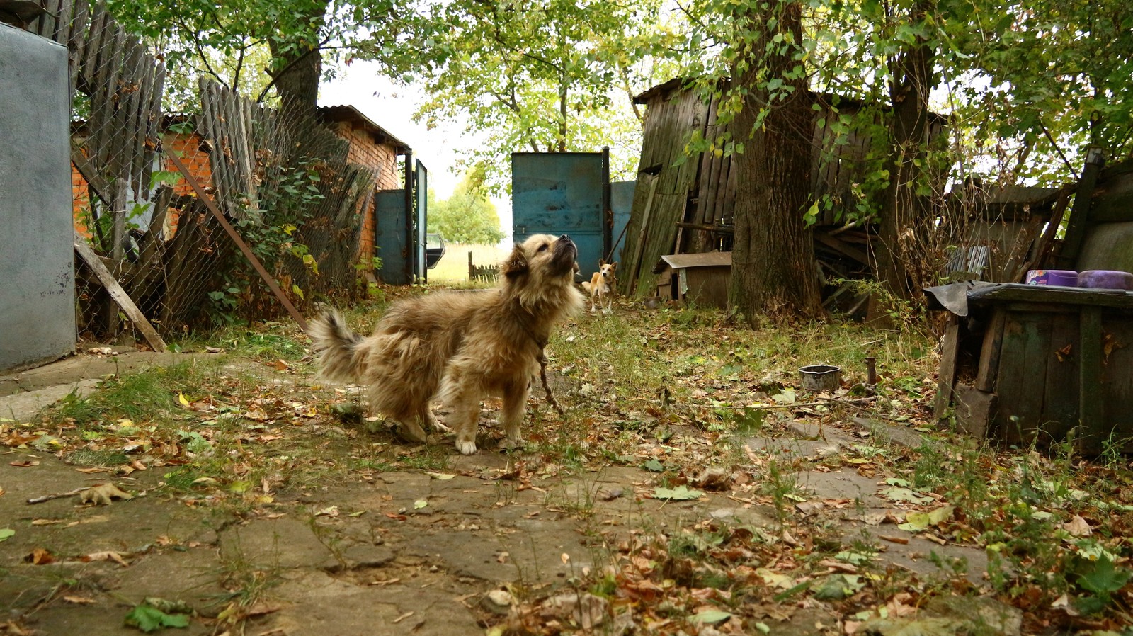 A little autumn weekend in the countryside. - My, Village, The photo, Autumn, cat, Longpost