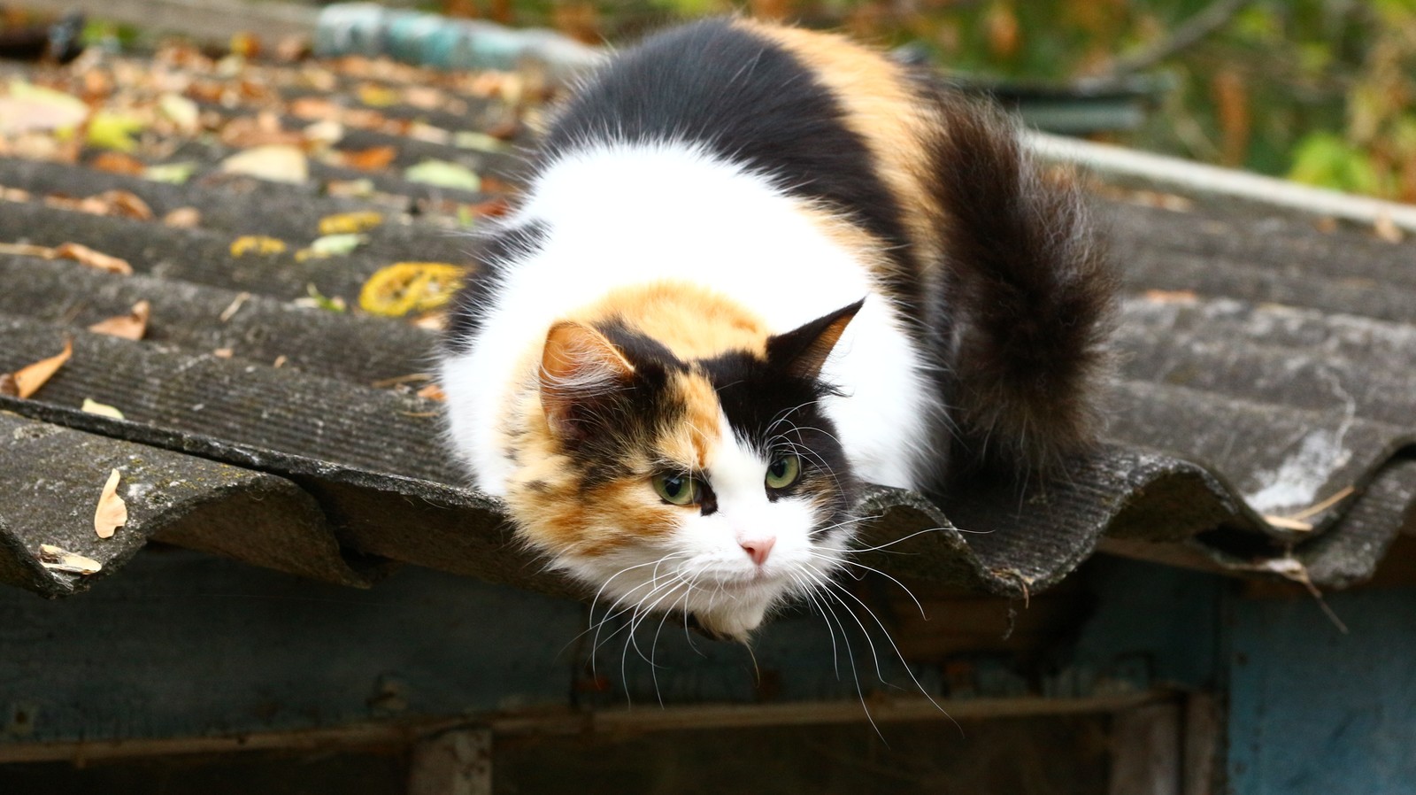 A little autumn weekend in the countryside. - My, Village, The photo, Autumn, cat, Longpost