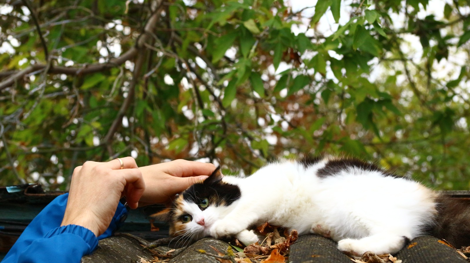 A little autumn weekend in the countryside. - My, Village, The photo, Autumn, cat, Longpost