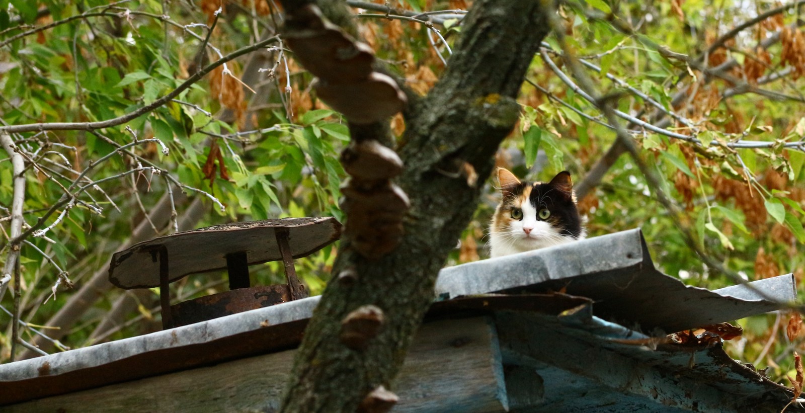 A little autumn weekend in the countryside. - My, Village, The photo, Autumn, cat, Longpost