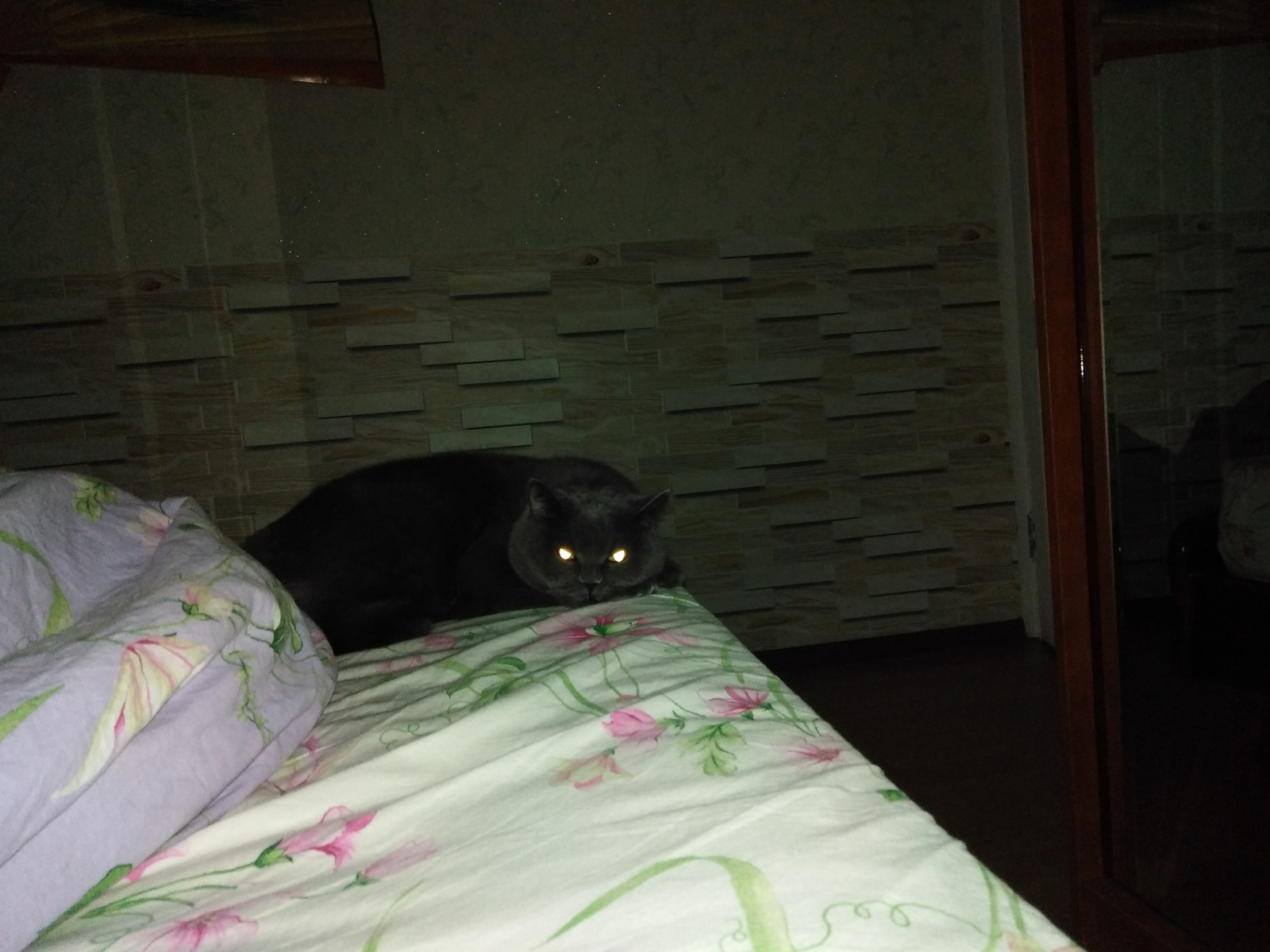 Котенок писает ночью в кровать