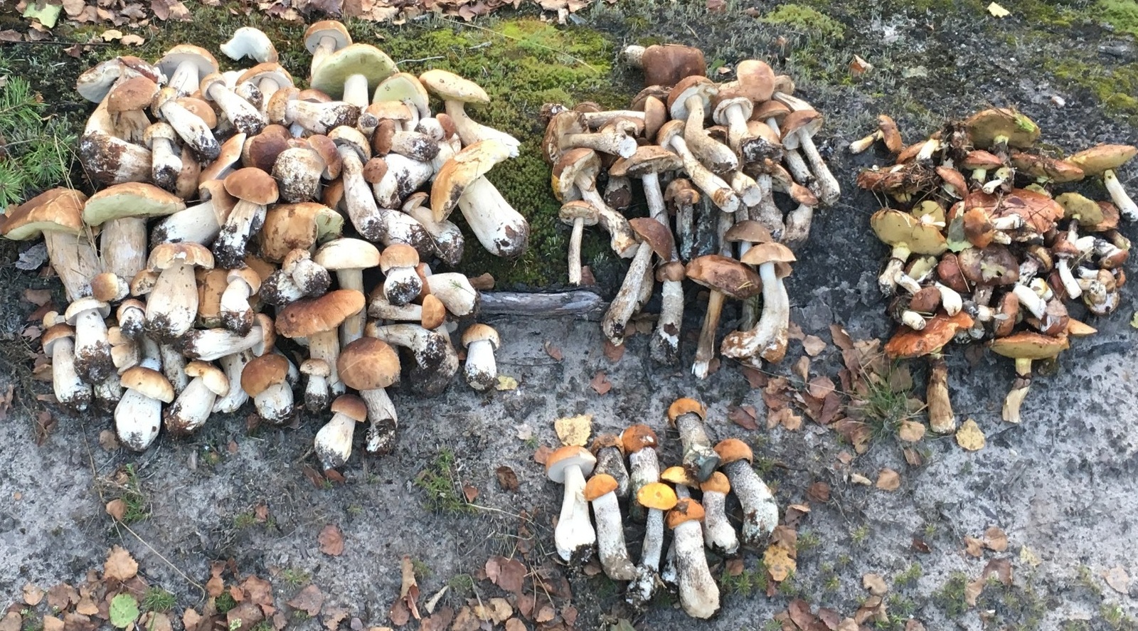 White mushrooms, boletus, boletus and boletus.. - My, Porcini, Mushrooms, , Autumn leaves, , 