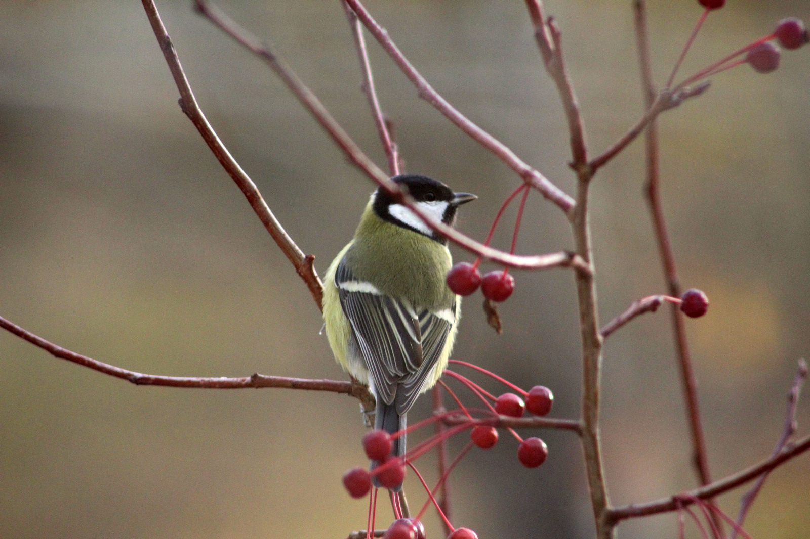 A few titmouse for the coming winter - My, Birds, Tit, Beginning photographer, Longpost