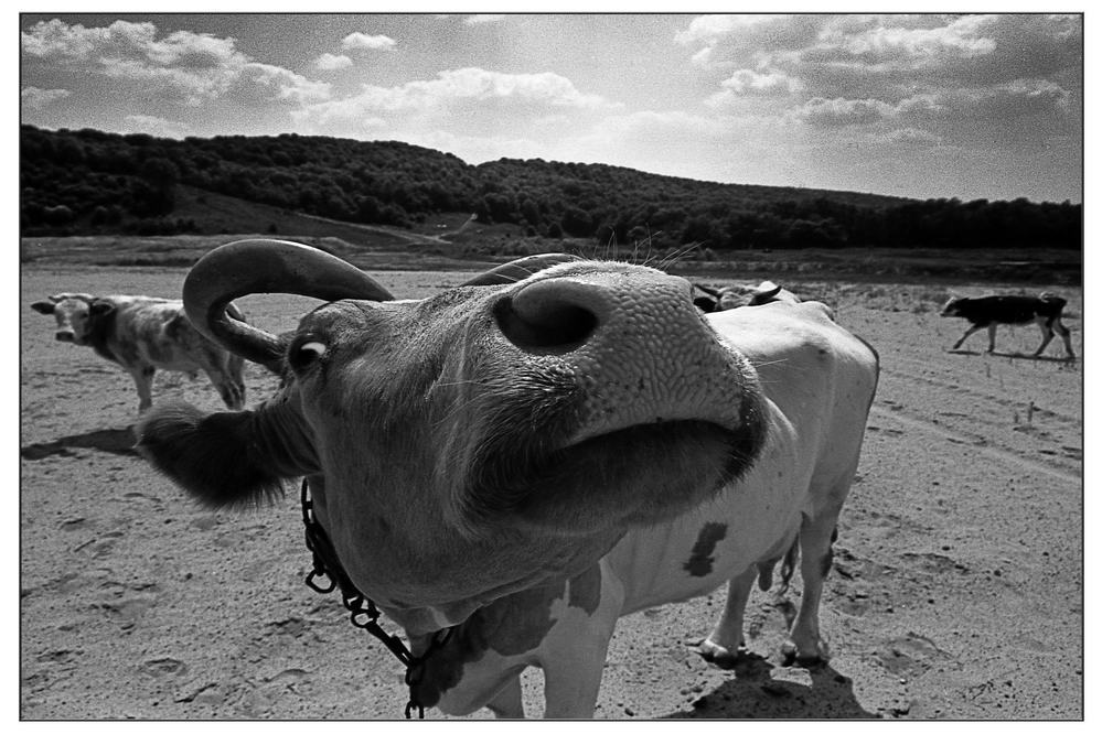 Scary Mu :)) - My, Cow, Wide-angle lens, The photo