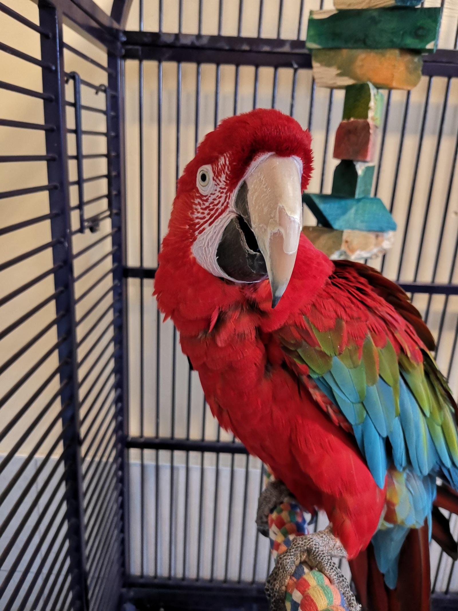 Some Saturday parrots! - My, A parrot, , Senegal, Cockatoo, Birds, Longpost