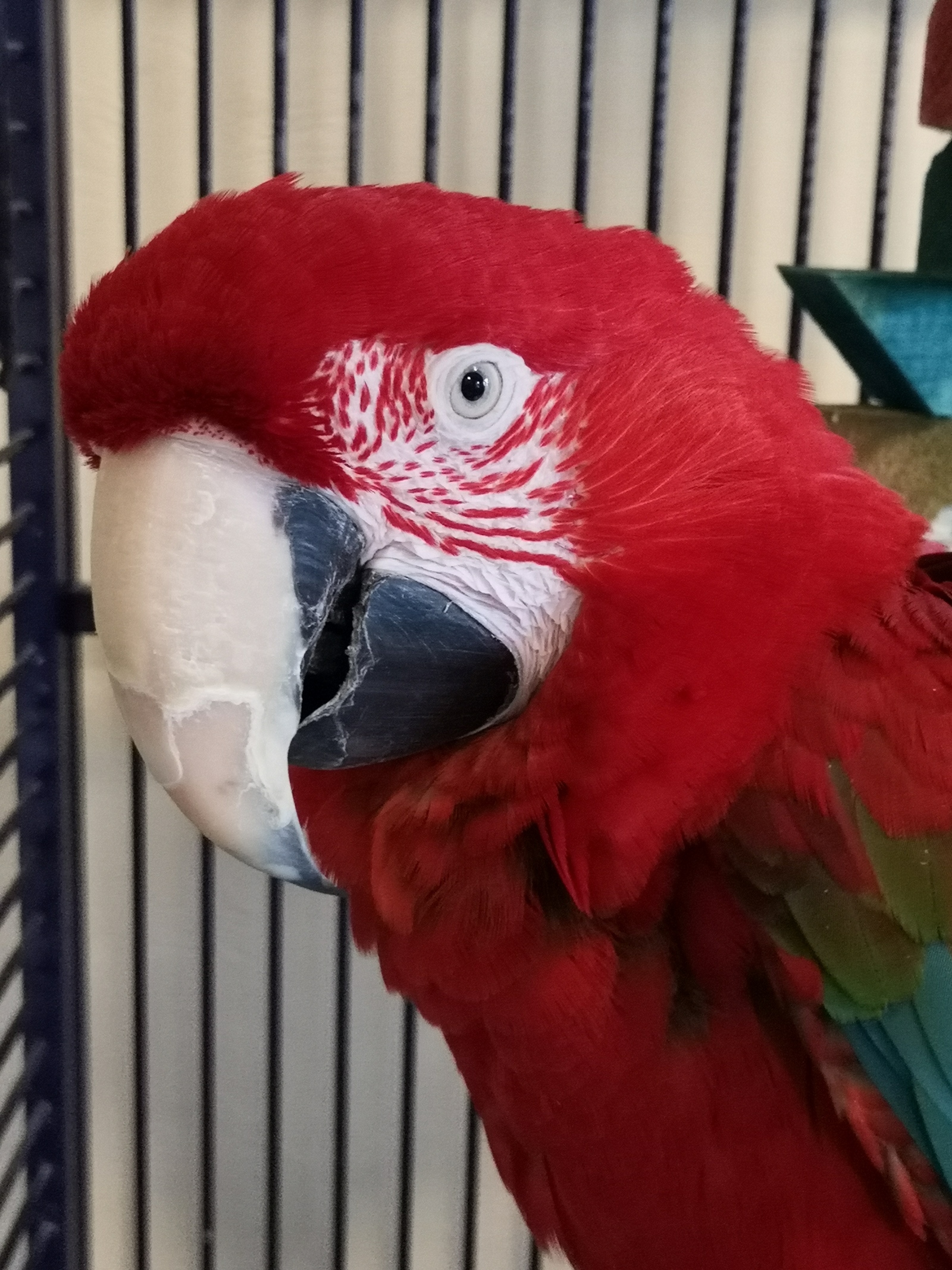 Some Saturday parrots! - My, A parrot, , Senegal, Cockatoo, Birds, Longpost