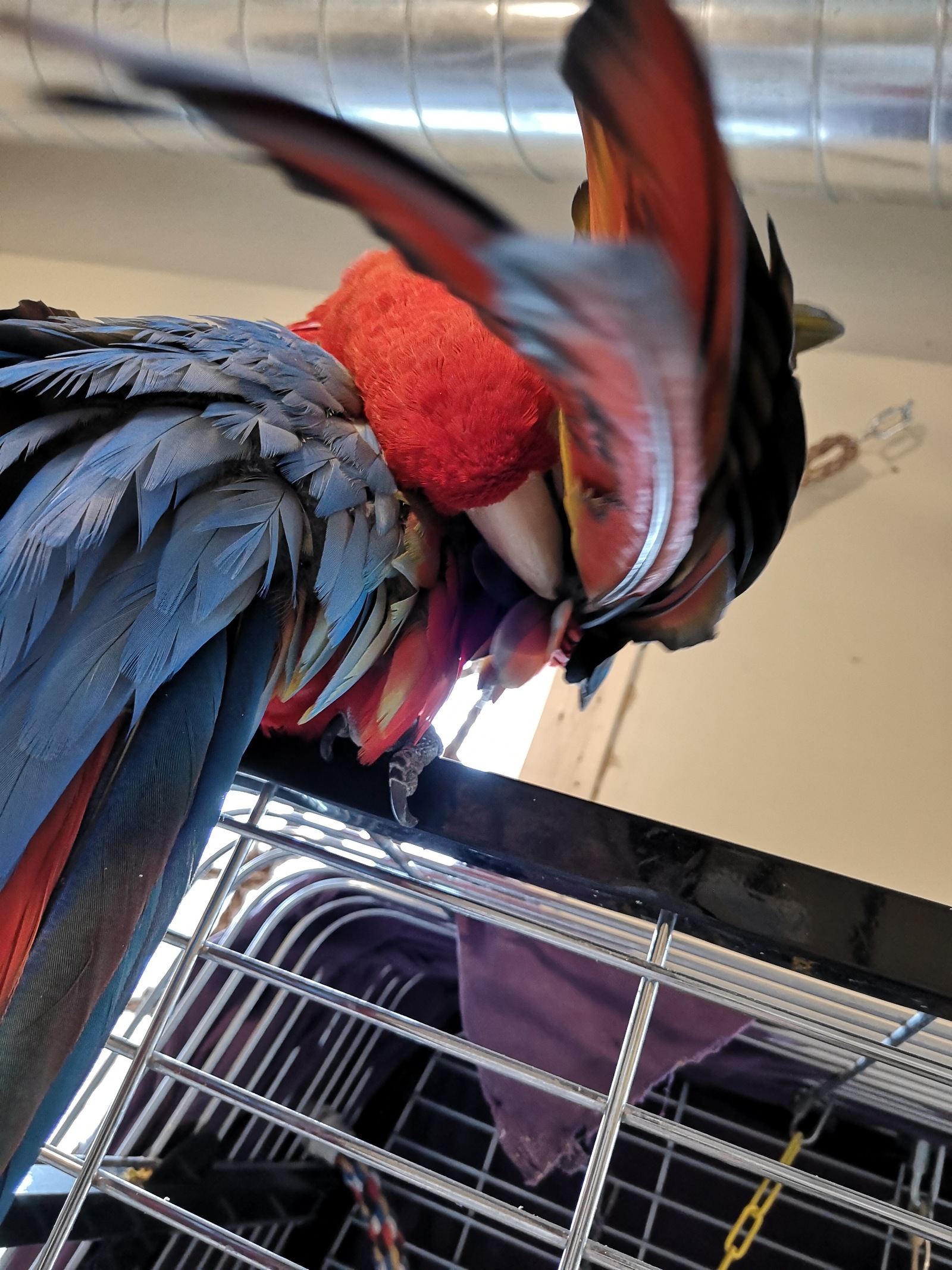 Some Saturday parrots! - My, A parrot, , Senegal, Cockatoo, Birds, Longpost