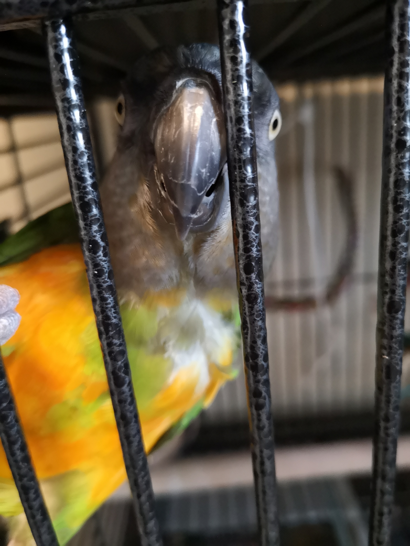 Some Saturday parrots! - My, A parrot, , Senegal, Cockatoo, Birds, Longpost