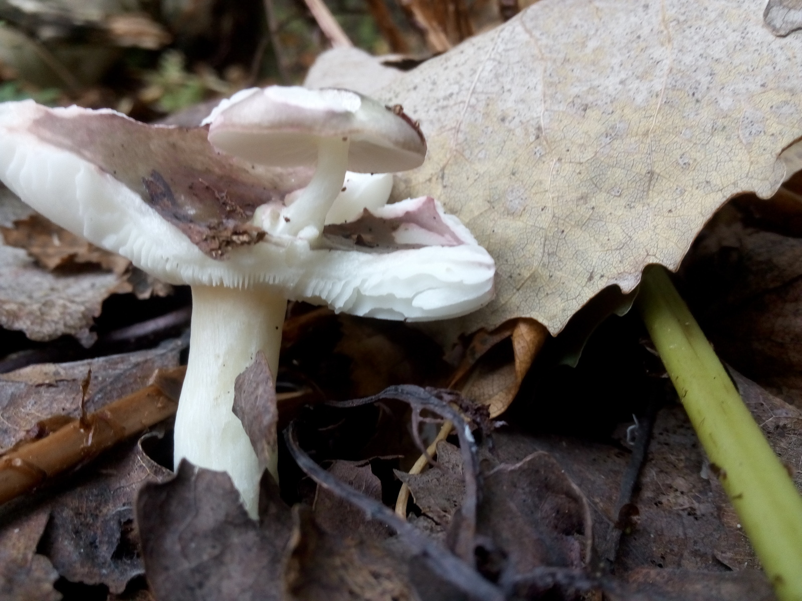 Mushroom of the second order. - My, Mushrooms, Miracle Mushrooms, Forest, Leningrad region, Kunstkamera, Obvious-Incredible