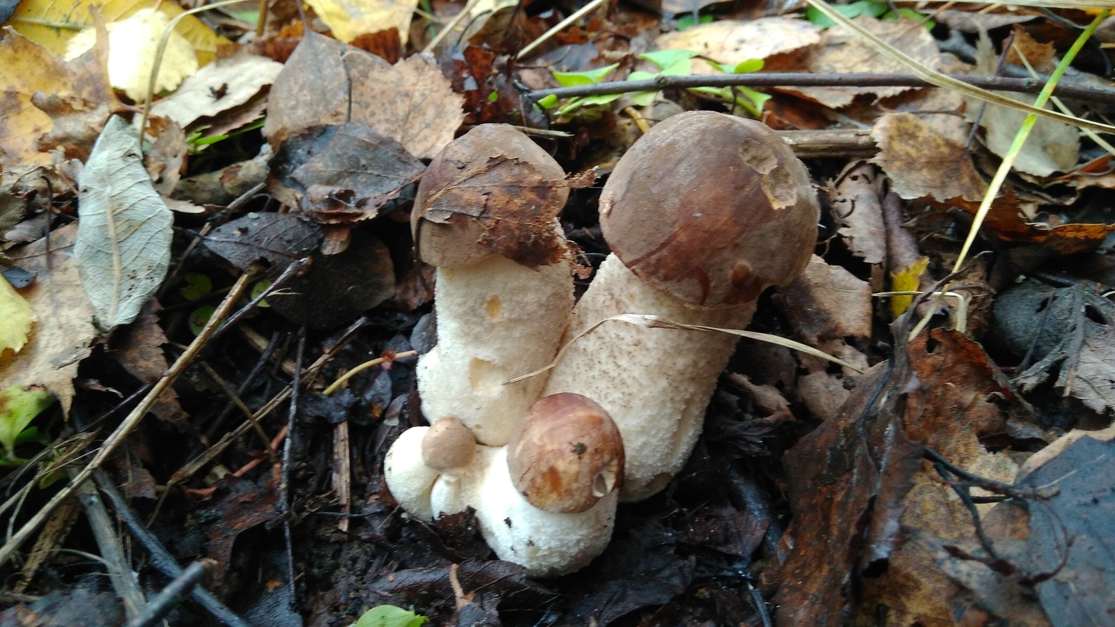 families - My, Boletus, Mushrooms