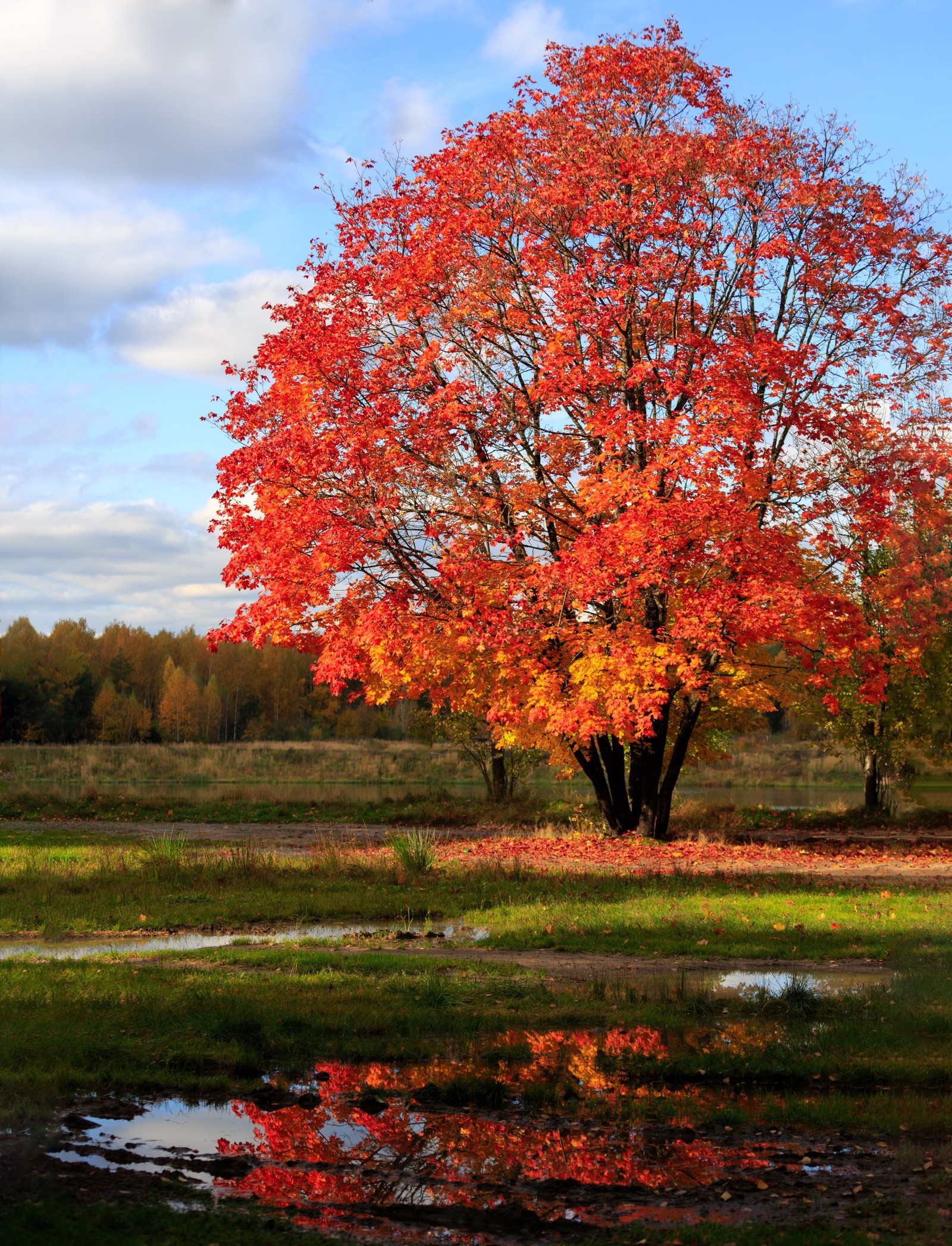 Than autumn. Осенний пейзаж дерево.