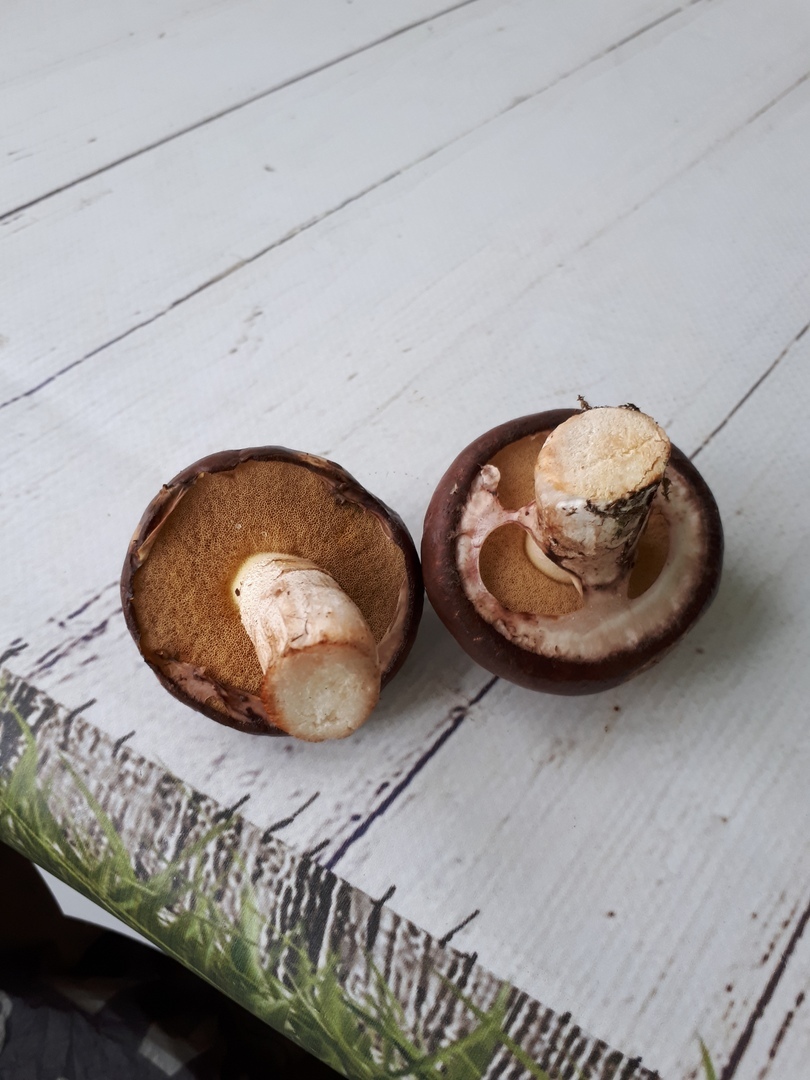 Please help identify mushrooms - My, , Butterlets, Longpost