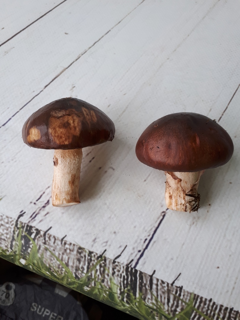 Please help identify mushrooms - My, , Butterlets, Longpost