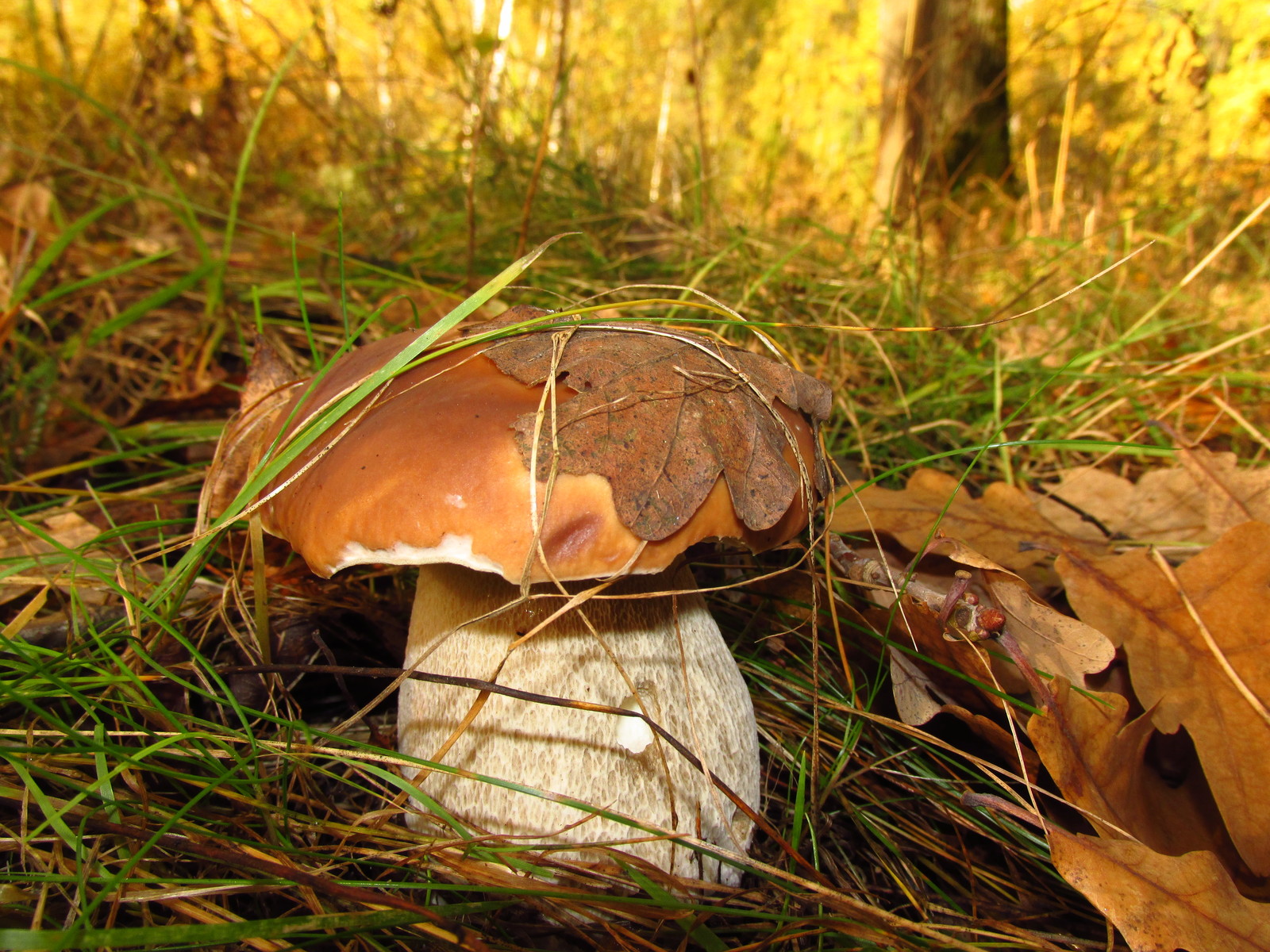 Осенние грибы Подмосковья фото