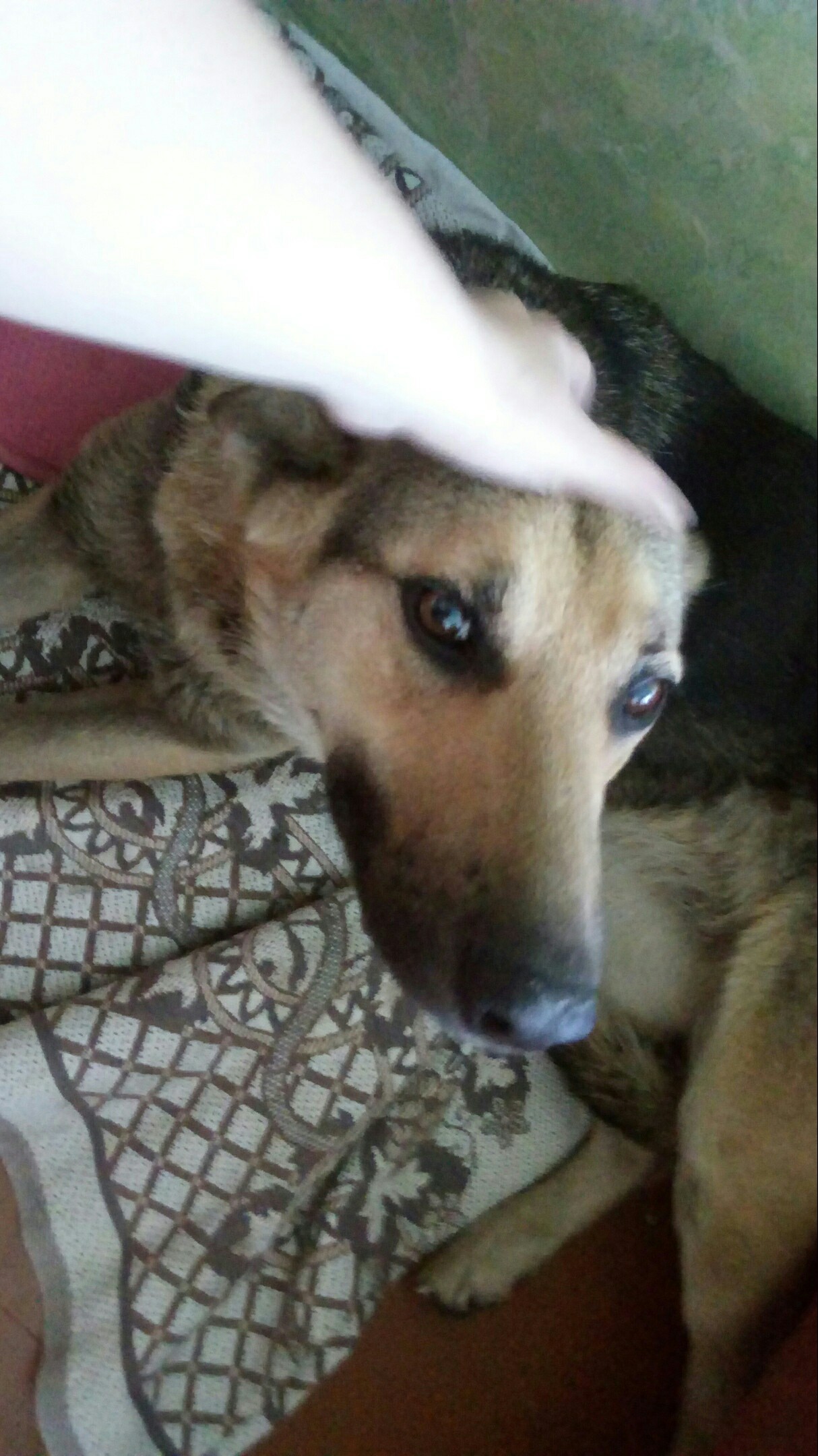 We are looking for new owners, Novokuznetsk - My, No rating, Dog, Help, Novokuznetsk, Longpost, Helping animals