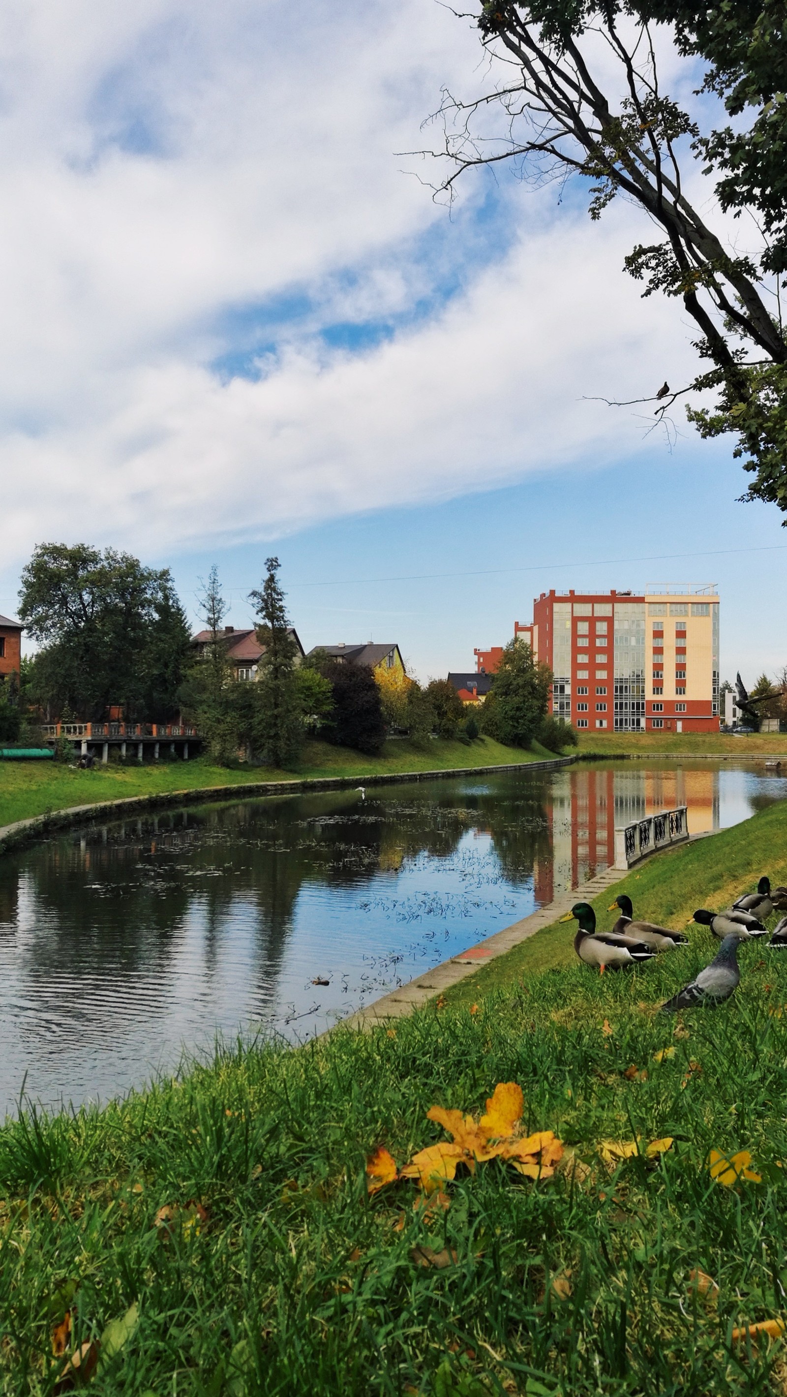 Green-golden autumn of Kaliningrad - My, Cityscapes, Autumn, Kaliningrad, Foliage, Baltika, Longpost, Street photography