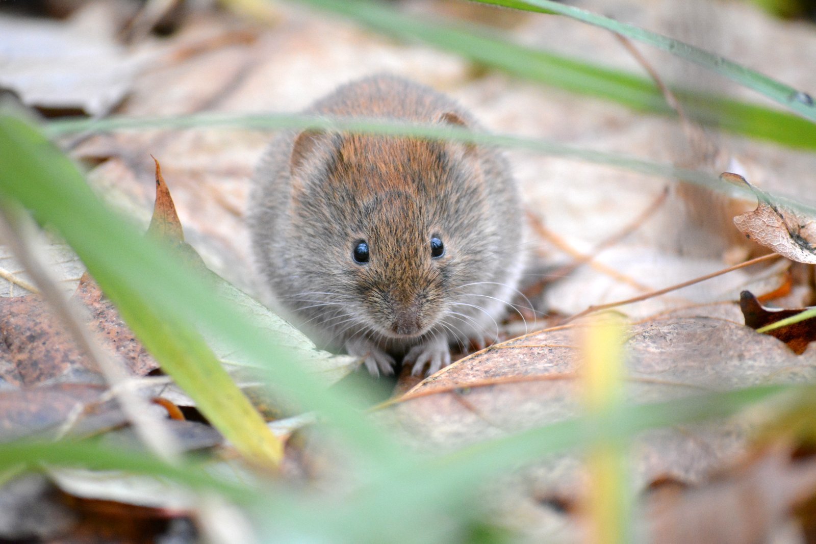 Forest Mouse - My, Beginning photographer, Forest Mouse, Nature, Animals