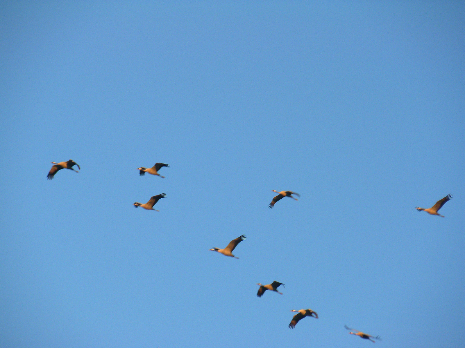 Spanish Outback: La Sotonera Reservoir and Migratory Cranes - My, Spain, Tourism, Cranes, Ornithology, Abroad, Living abroad, The photo, Longpost