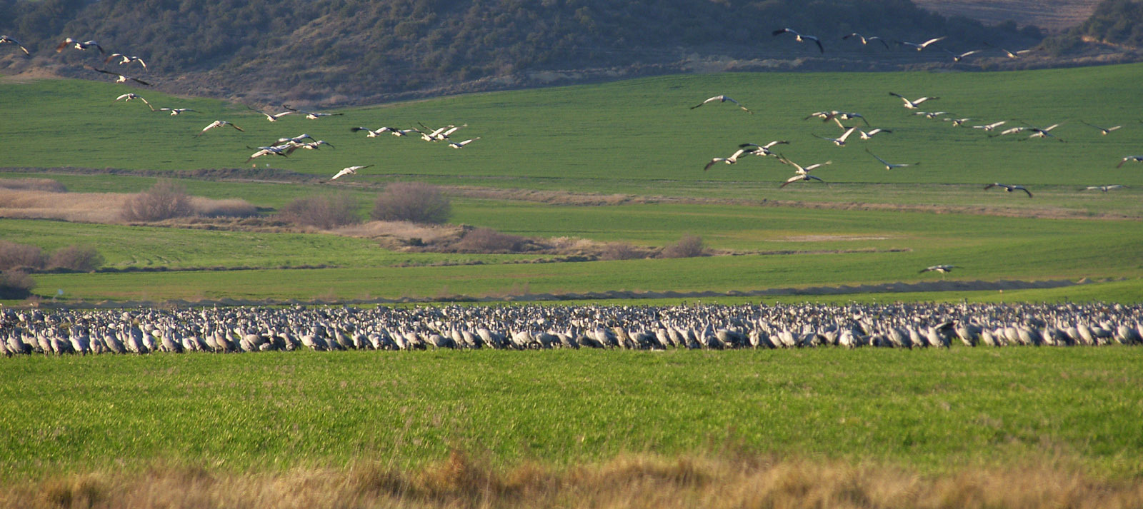 Spanish Outback: La Sotonera Reservoir and Migratory Cranes - My, Spain, Tourism, Cranes, Ornithology, Abroad, Living abroad, The photo, Longpost