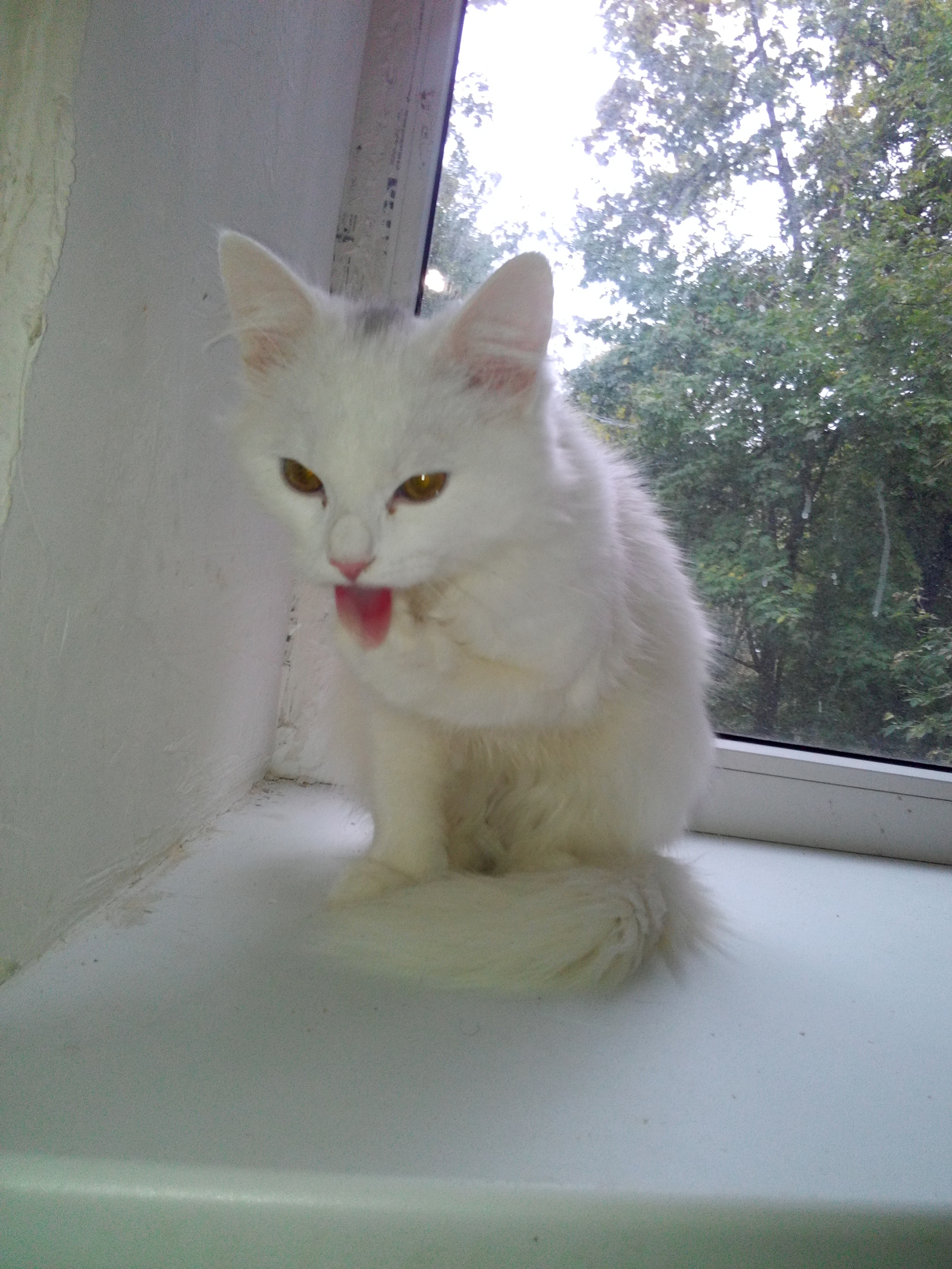 Found a beautiful white kitten in the center of Voronezh - cat, Voronezh, Longpost, In good hands, Looking for a master, No rating