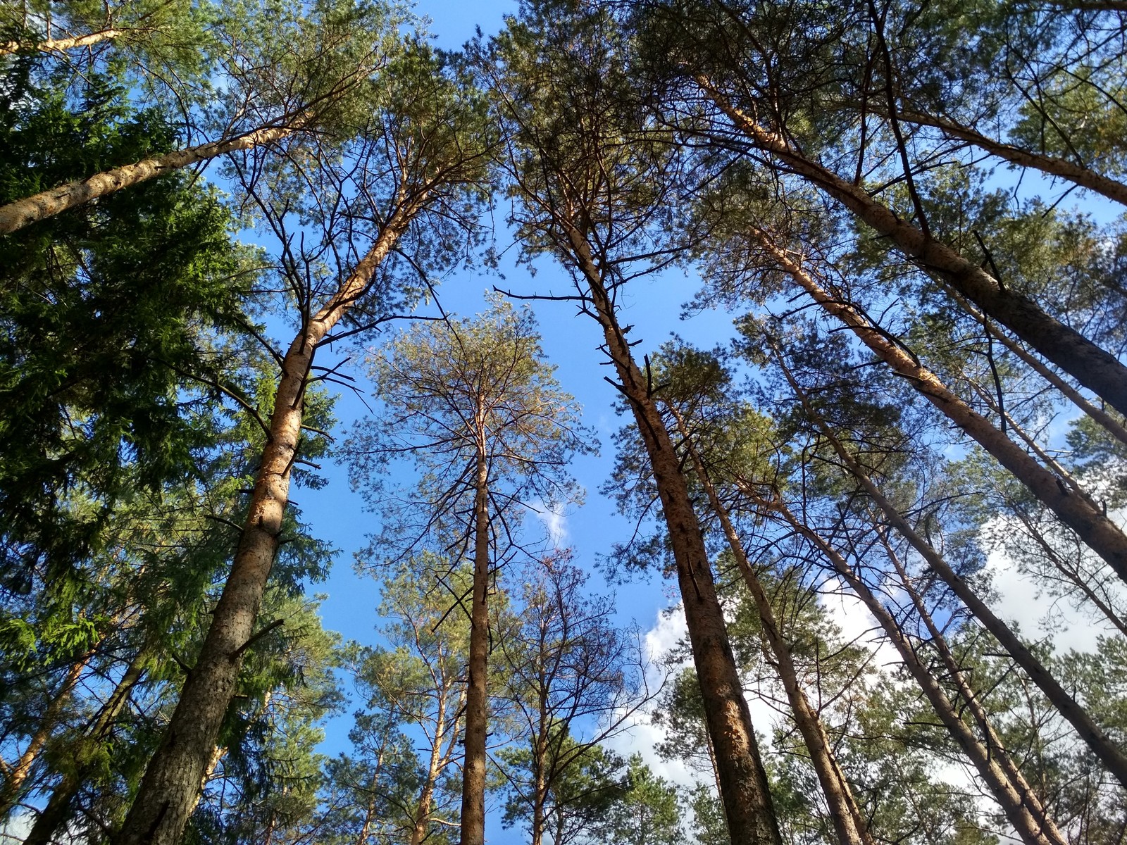 Beautiful Belarusian forest in your feed - My, Forest, beauty of nature, beauty, Mushrooms, Cones, Nature, Longpost