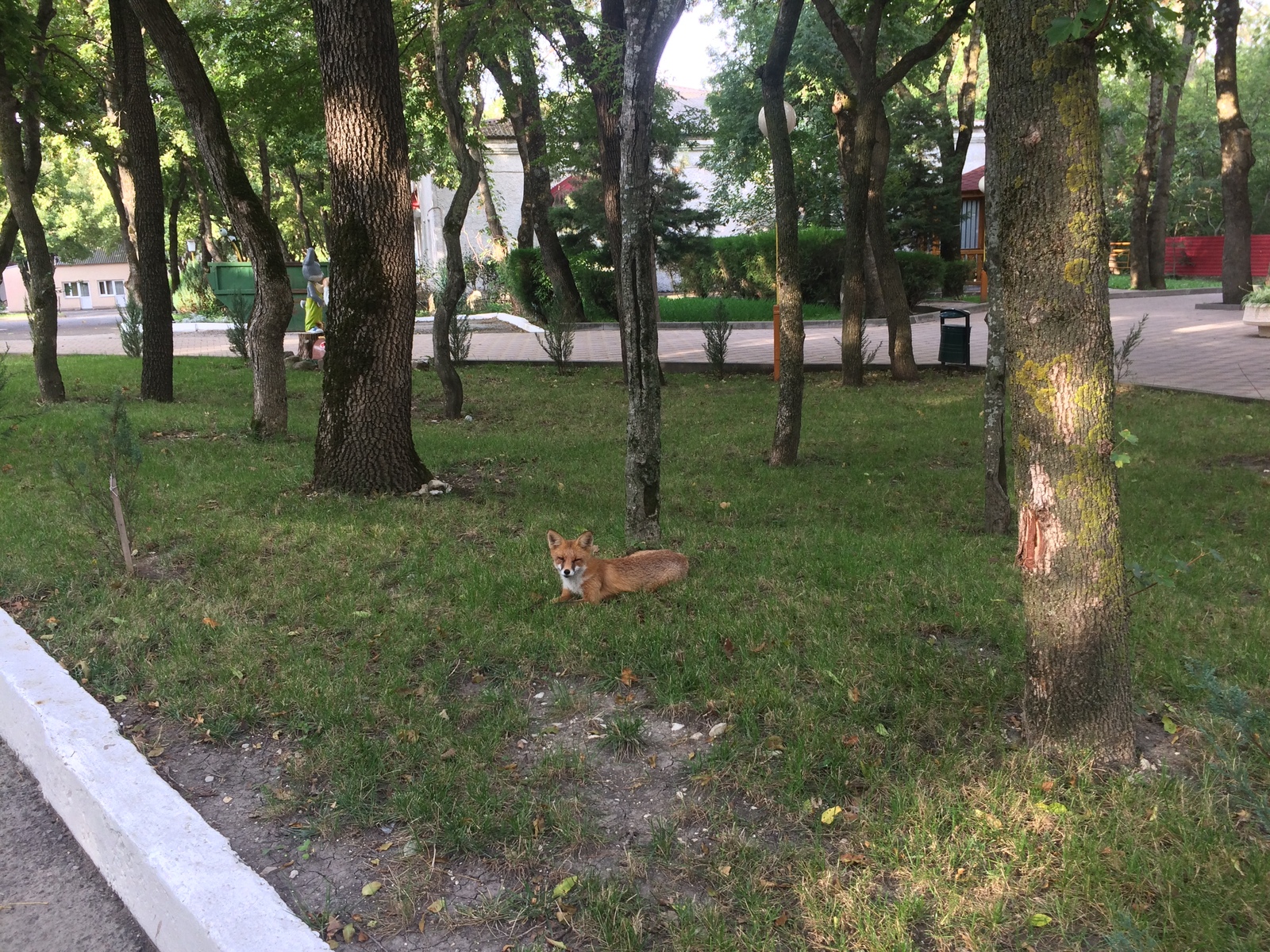 Where to put the fox? - My, Fox, wildlife, Help, Gelendzhik