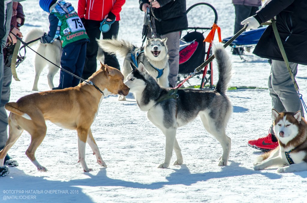 All moods, like a dog in the background :) - My, Husky, Surgut, KhMAO, Winter, Dog