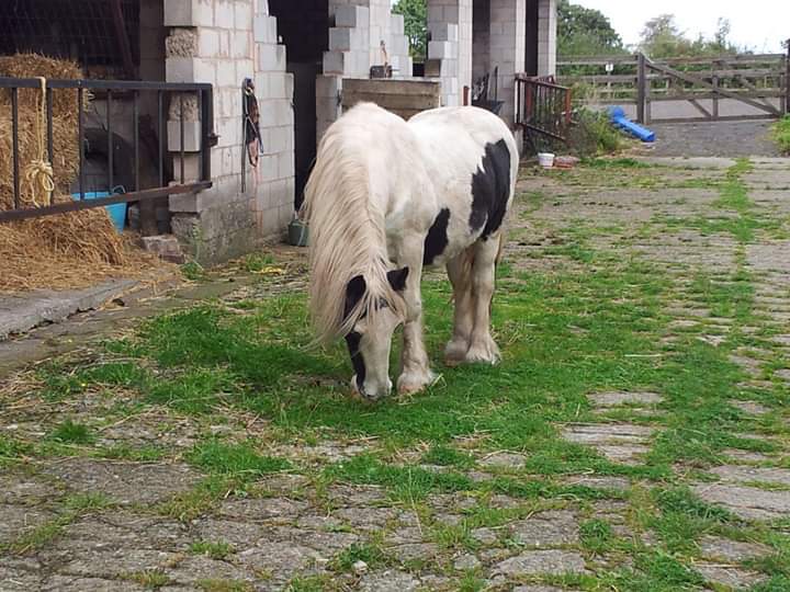 Old man - Horses, Age, Longpost, Old age