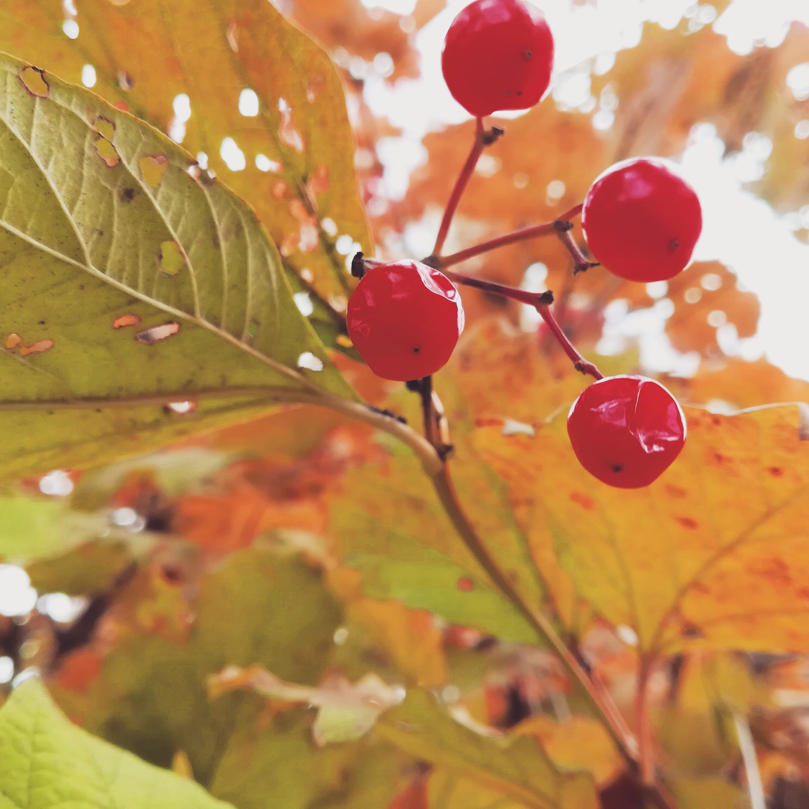 Autumn in Belarus - My, Nature, Autumn, The photo, Longpost