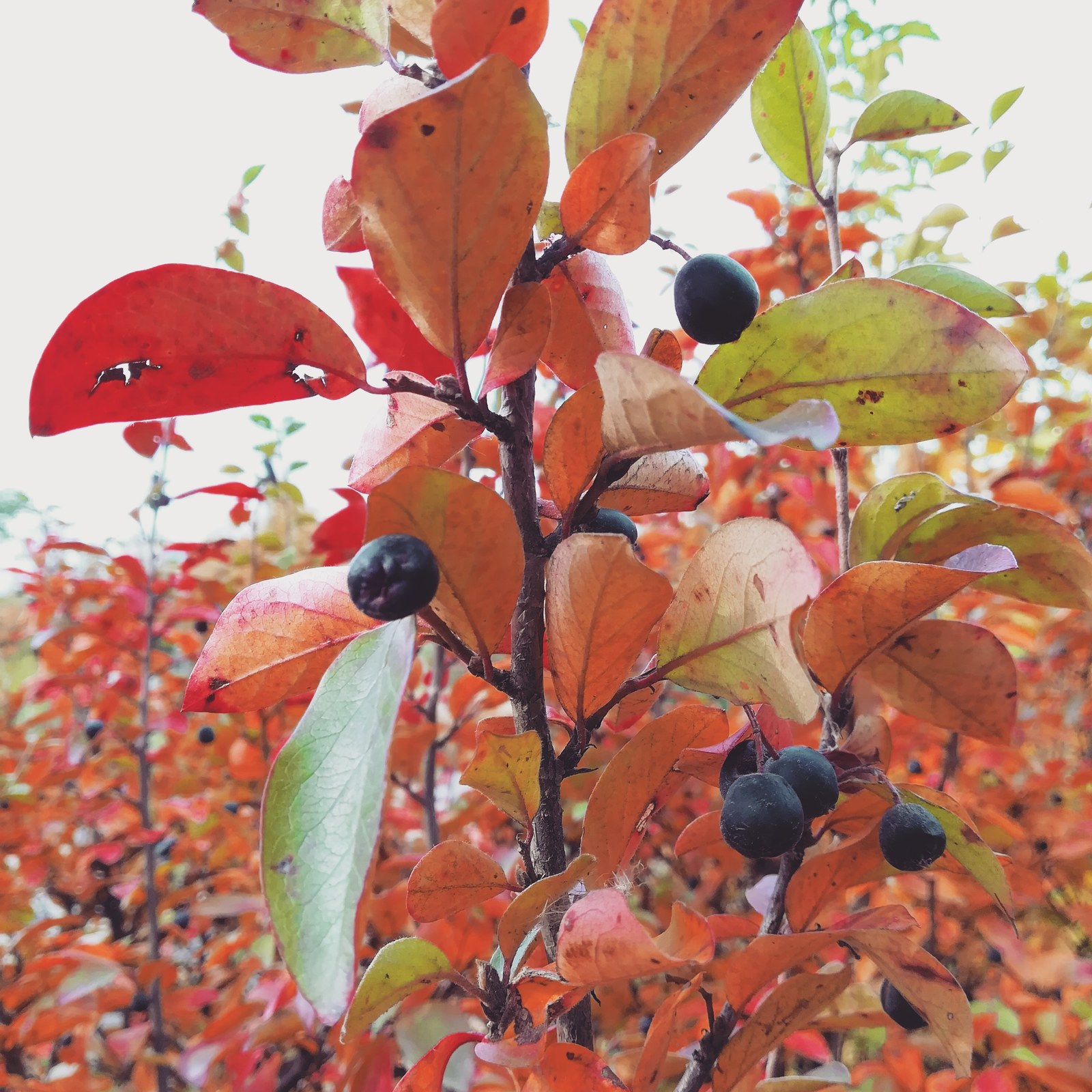 Autumn in Belarus - My, Nature, Autumn, The photo, Longpost