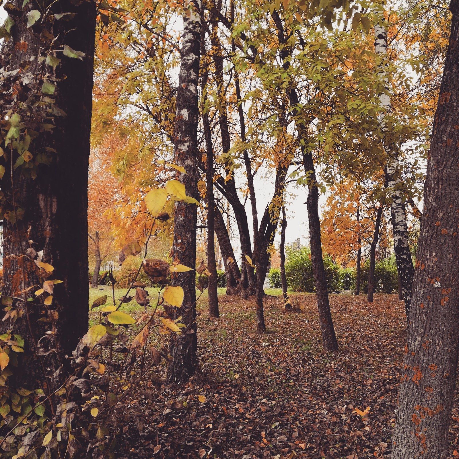 Autumn in Belarus - My, Nature, Autumn, The photo, Longpost