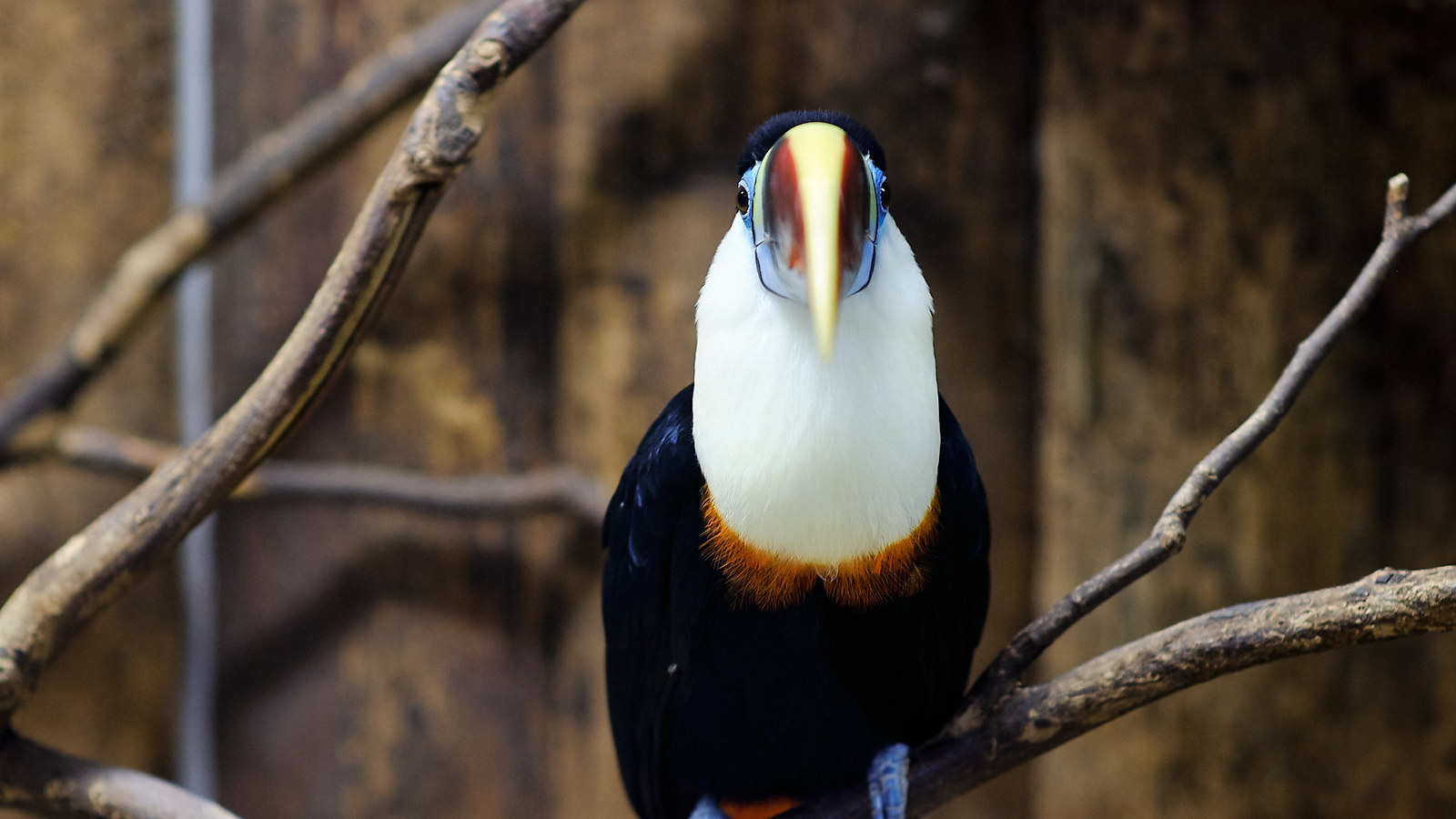 Leningrad Zoo - My, The photo, Zoo, Animals, Leningrad Zoo, Saint Petersburg, Longpost