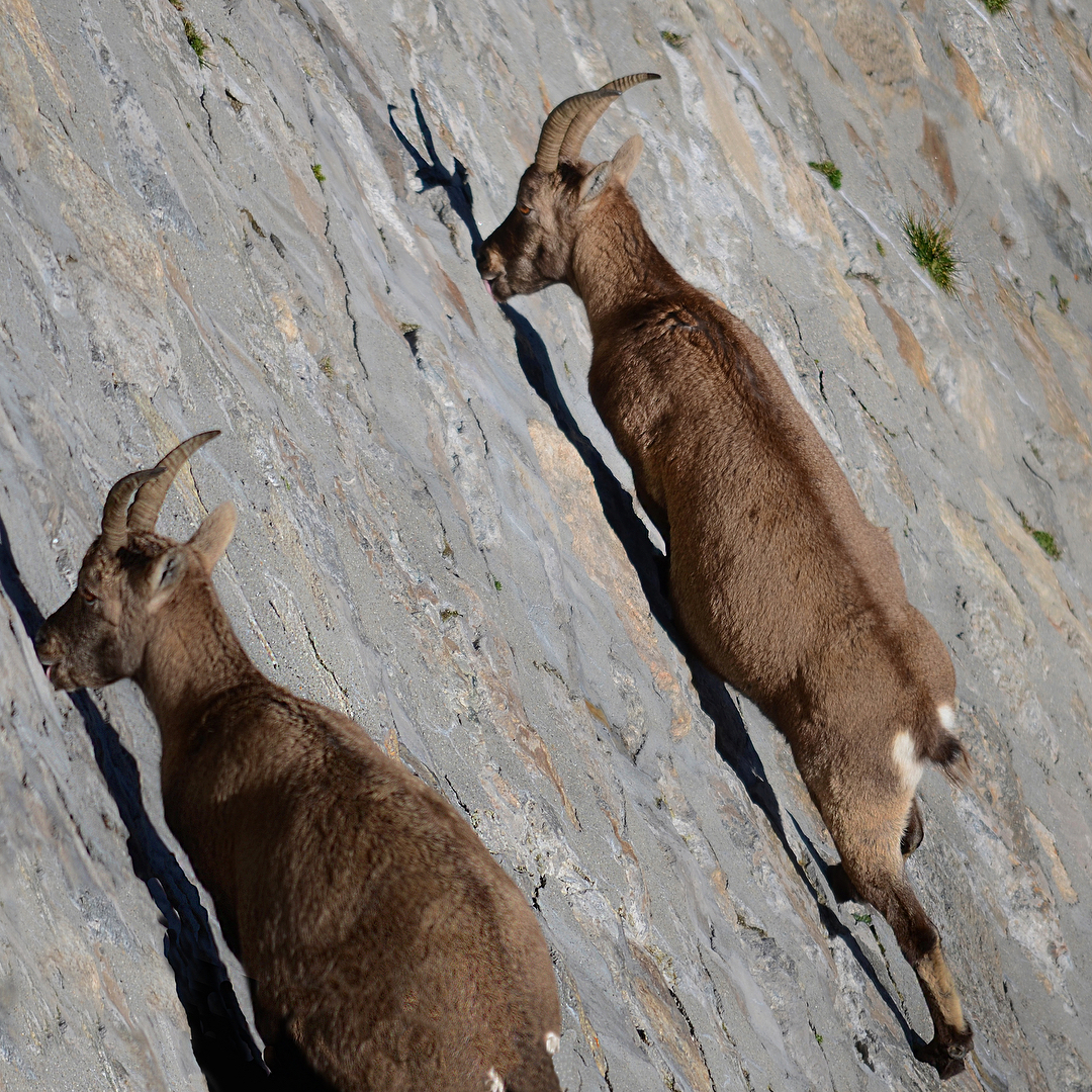 Goats in Italy have chosen a sheer dam - Goat, Wall, Longpost