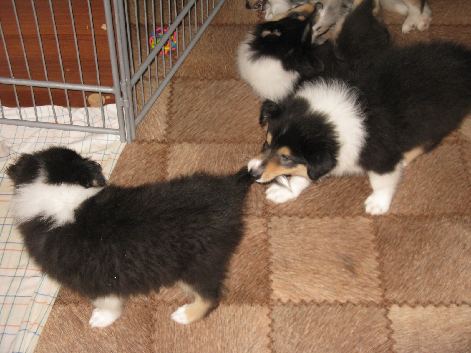 ...continue) - My, Collie, Dog, Pets, Dog days, Puppies, Longpost