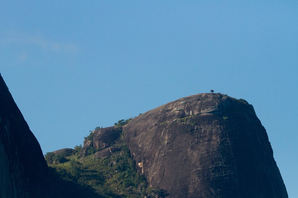 Elephant on top of the mountain - Nature, beauty of nature, Elephants