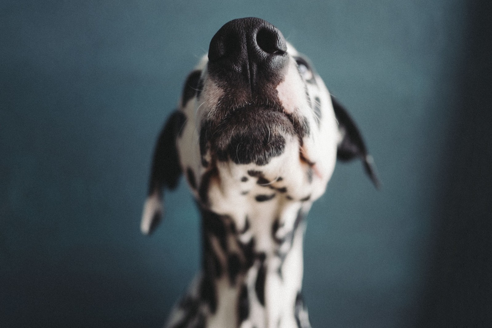 Nose. - My, Dog, Dalmatian, Pet, Pets